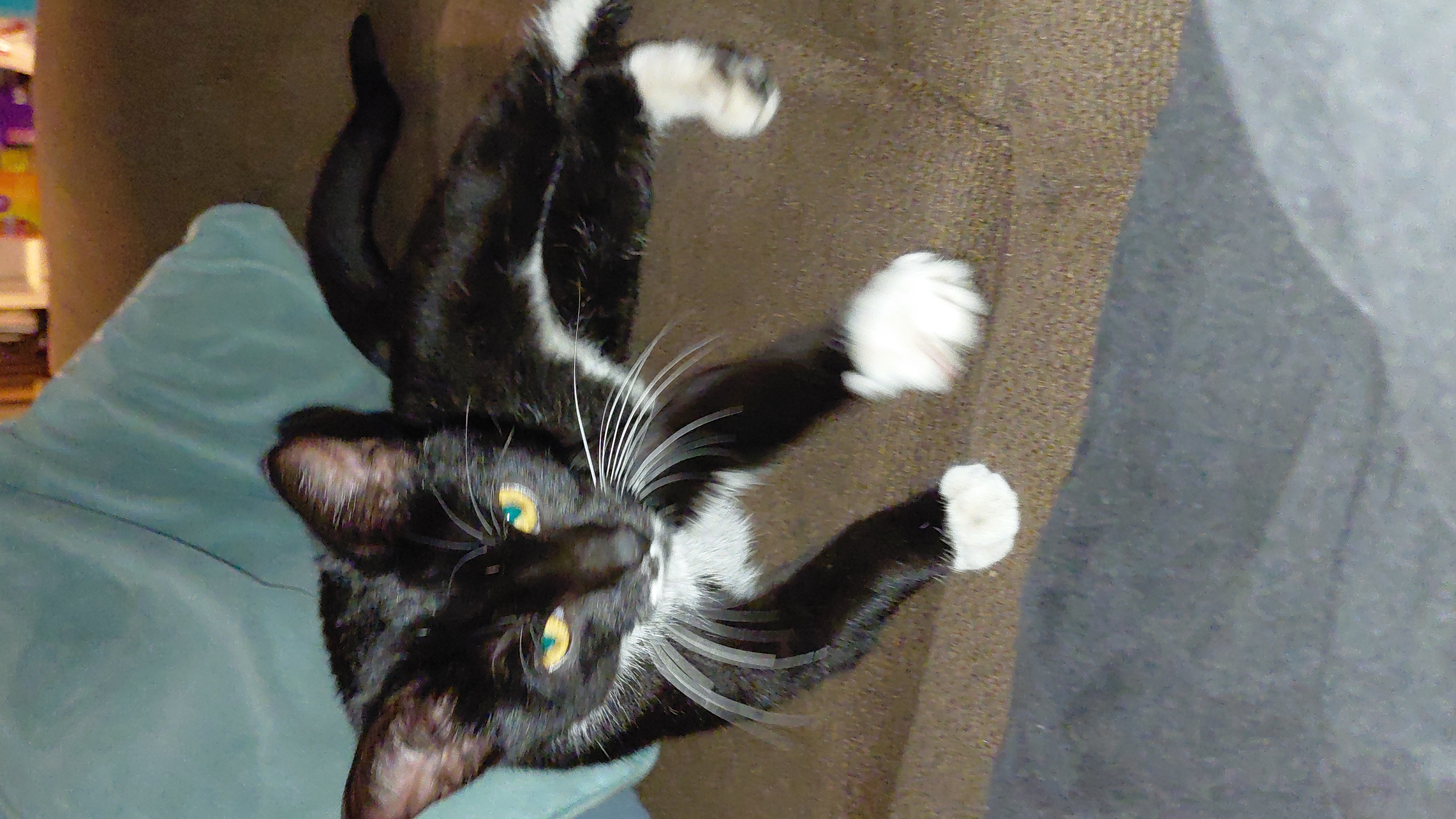 Urgent: Supplies Needed for Rescued Kitten campaign photo, 4 of 8