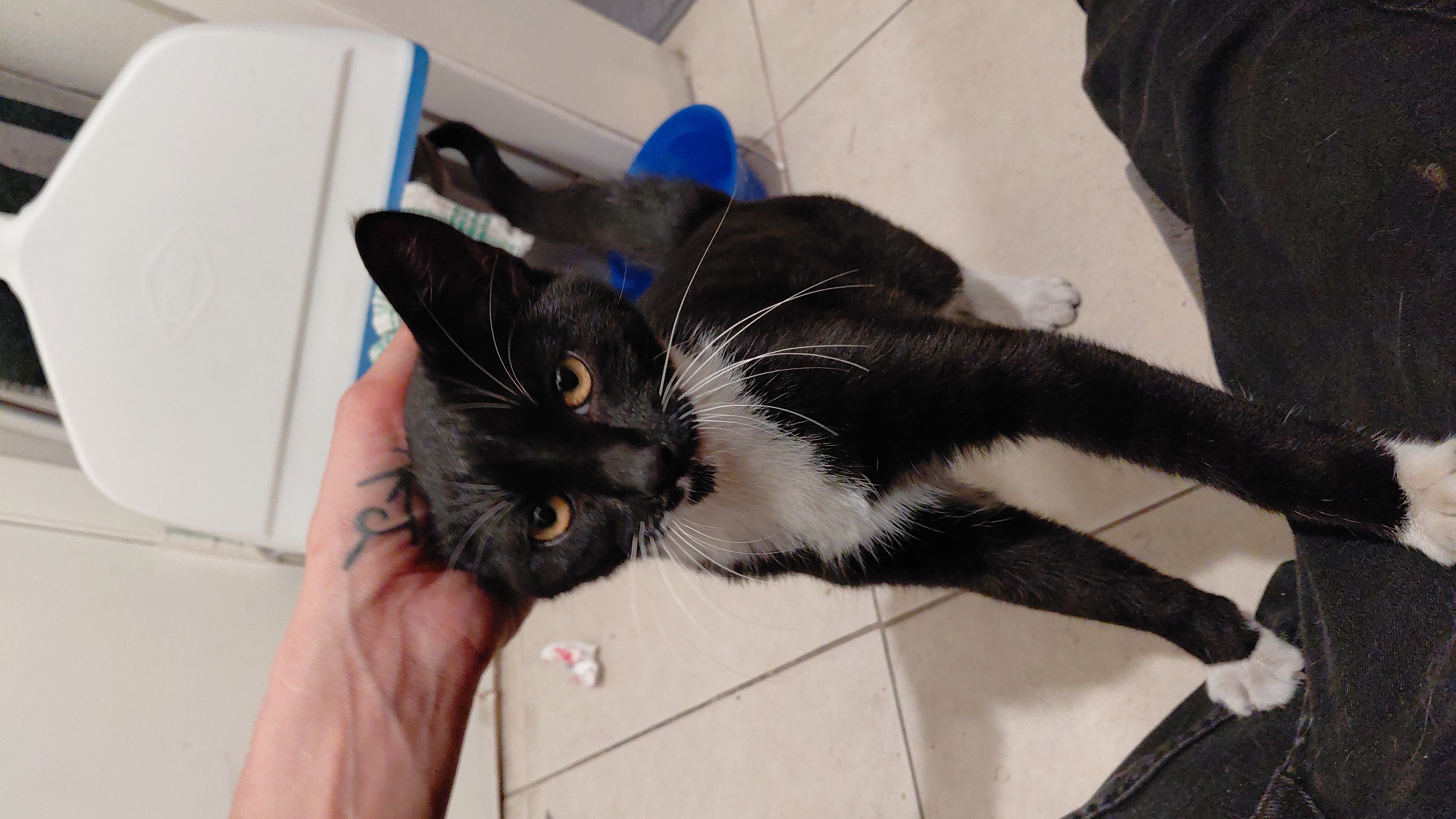 Urgent: Supplies Needed for Rescued Kitten campaign photo, 5 of 8