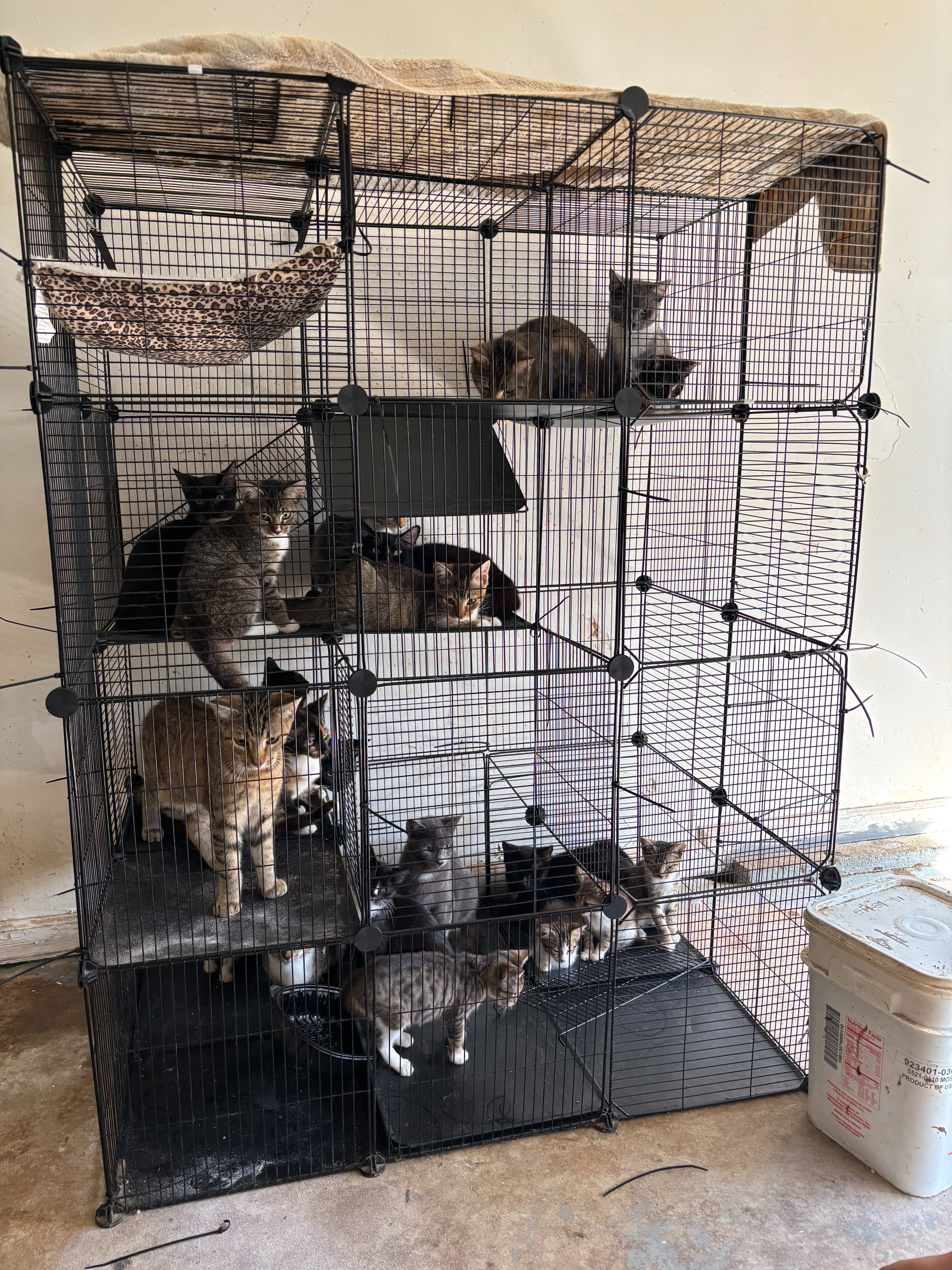 Support Local Women Rescuing Local Pets campaign photo, 2 of 5