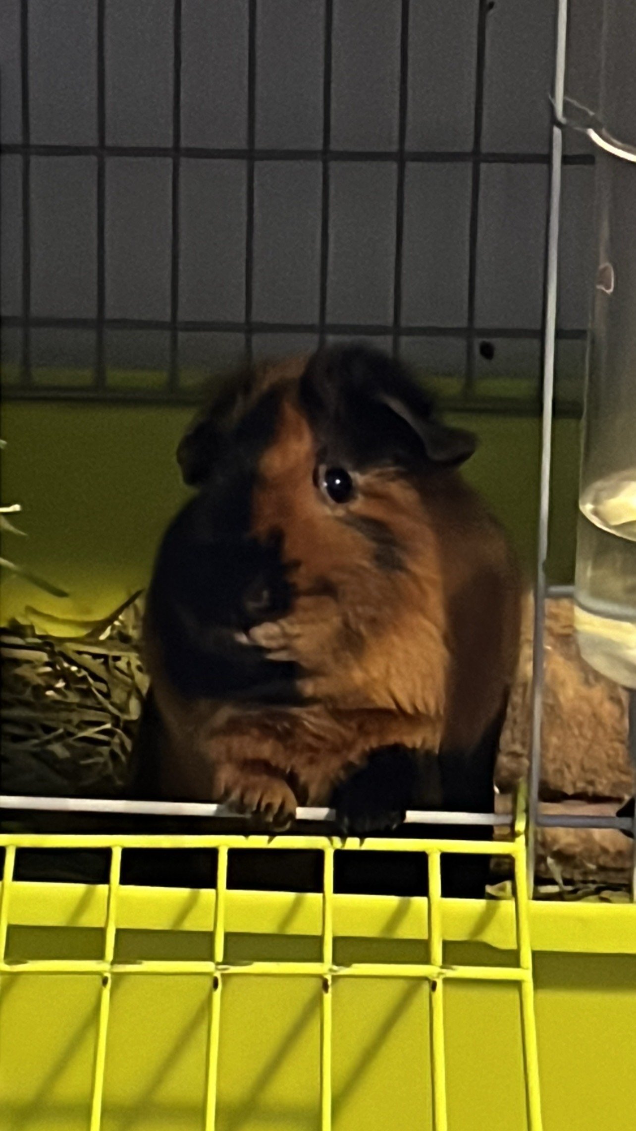 Save Haru's Guinea Pig: Urgent Vet Visit Needed campaign photo, 7 of 8