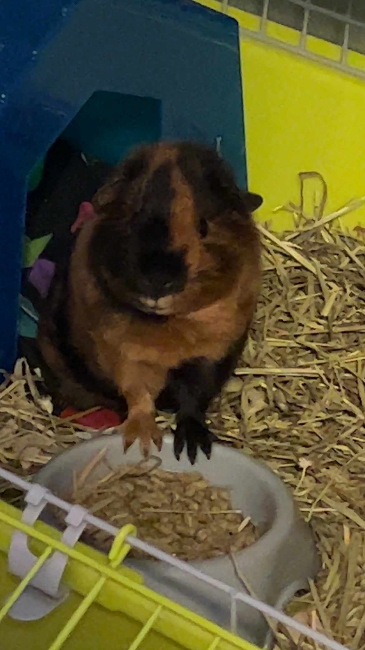 Save Haru's Guinea Pig: Urgent Vet Visit Needed campaign photo, 2 of 8