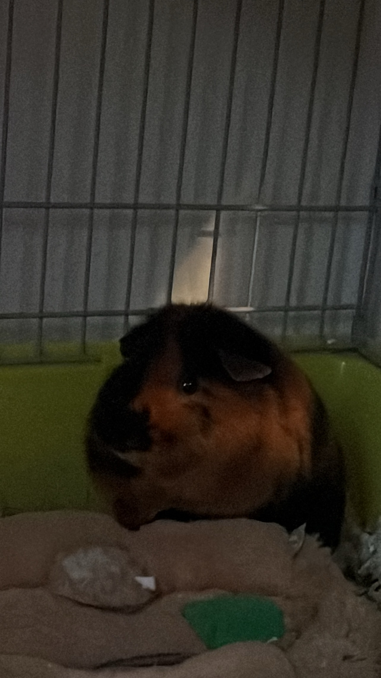 Save Haru's Guinea Pig: Urgent Vet Visit Needed campaign photo, 4 of 8