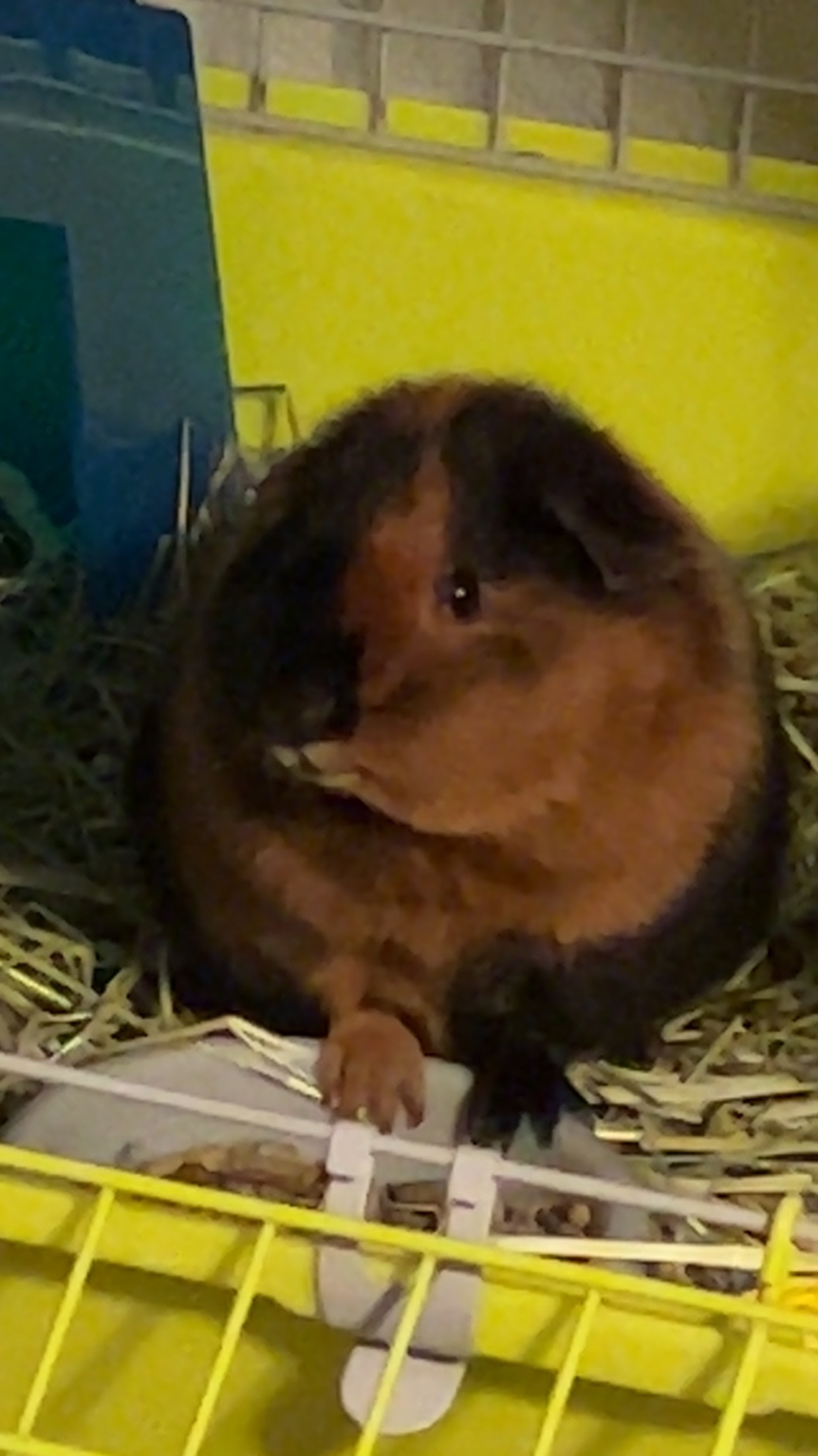 Save Haru's Guinea Pig: Urgent Vet Visit Needed campaign photo, 5 of 8