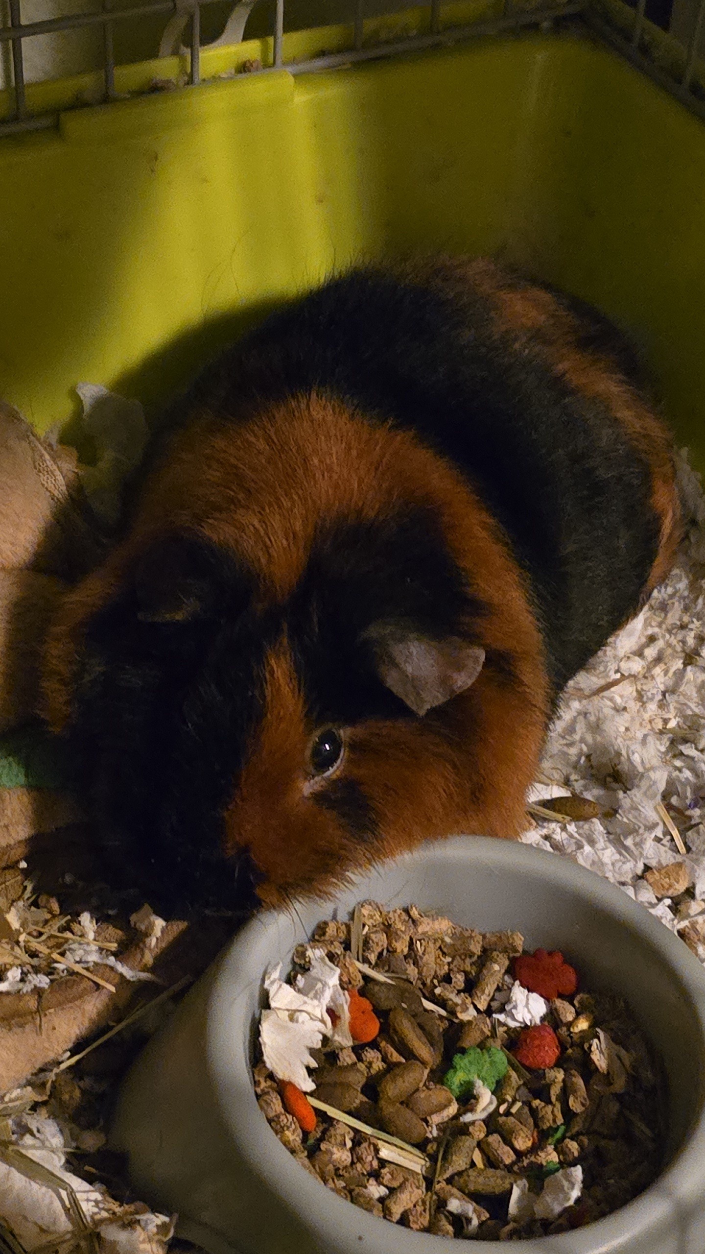 Save Haru's Guinea Pig: Urgent Vet Visit Needed campaign photo, 6 of 8