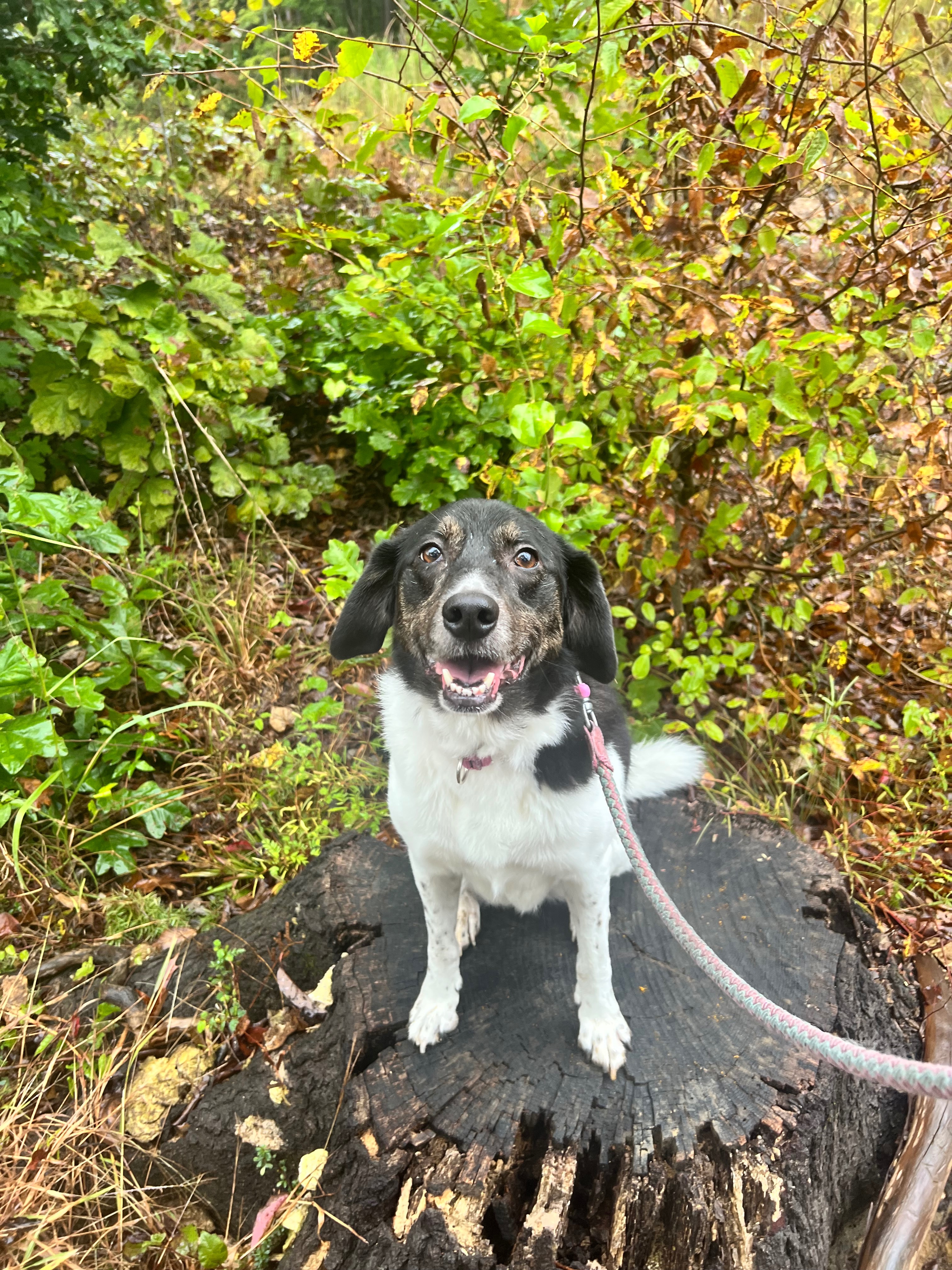 Support Dakota's Hip Surgery Fund campaign photo, 2 of 4