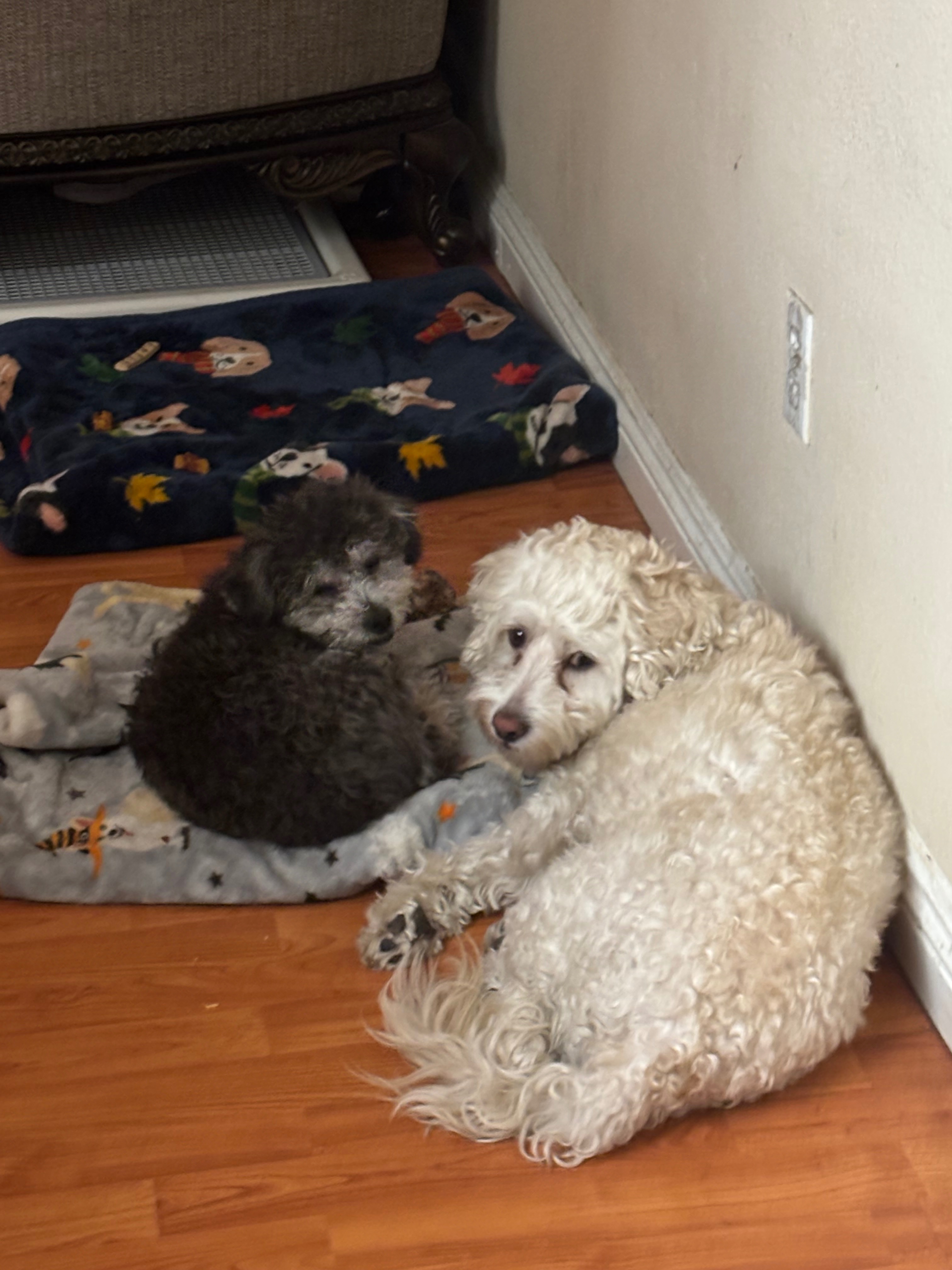 Support Rootbeer's Journey to Full Recovery campaign photo, 2 of 7