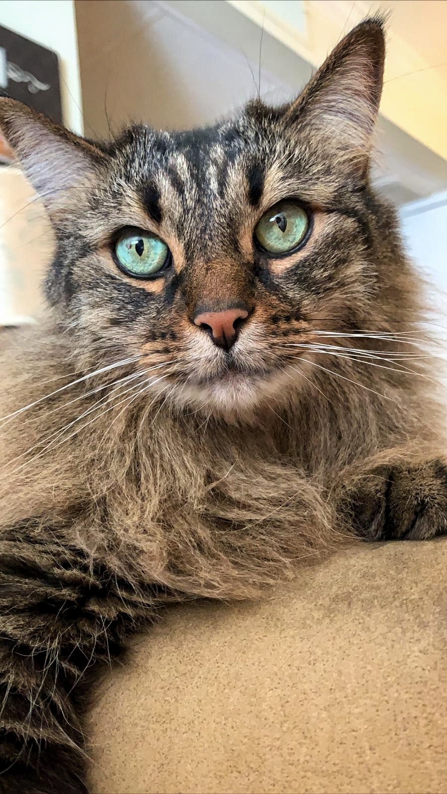 Help Bacardi & Mojito Get Emergency Vet Care campaign photo, 7 of 8