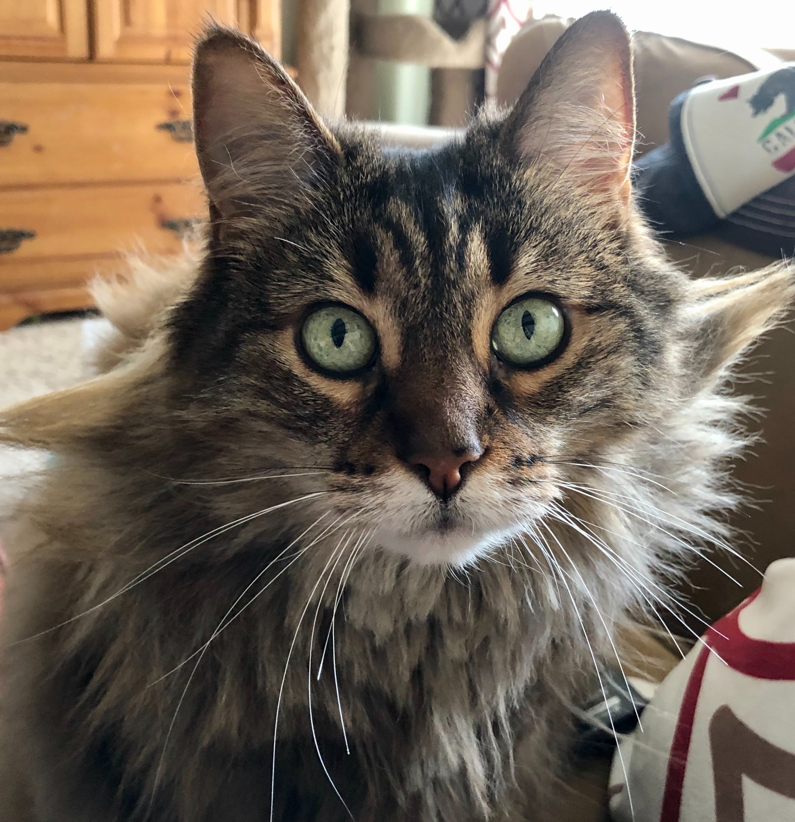 Help Bacardi & Mojito Get Emergency Vet Care campaign photo, 2 of 8