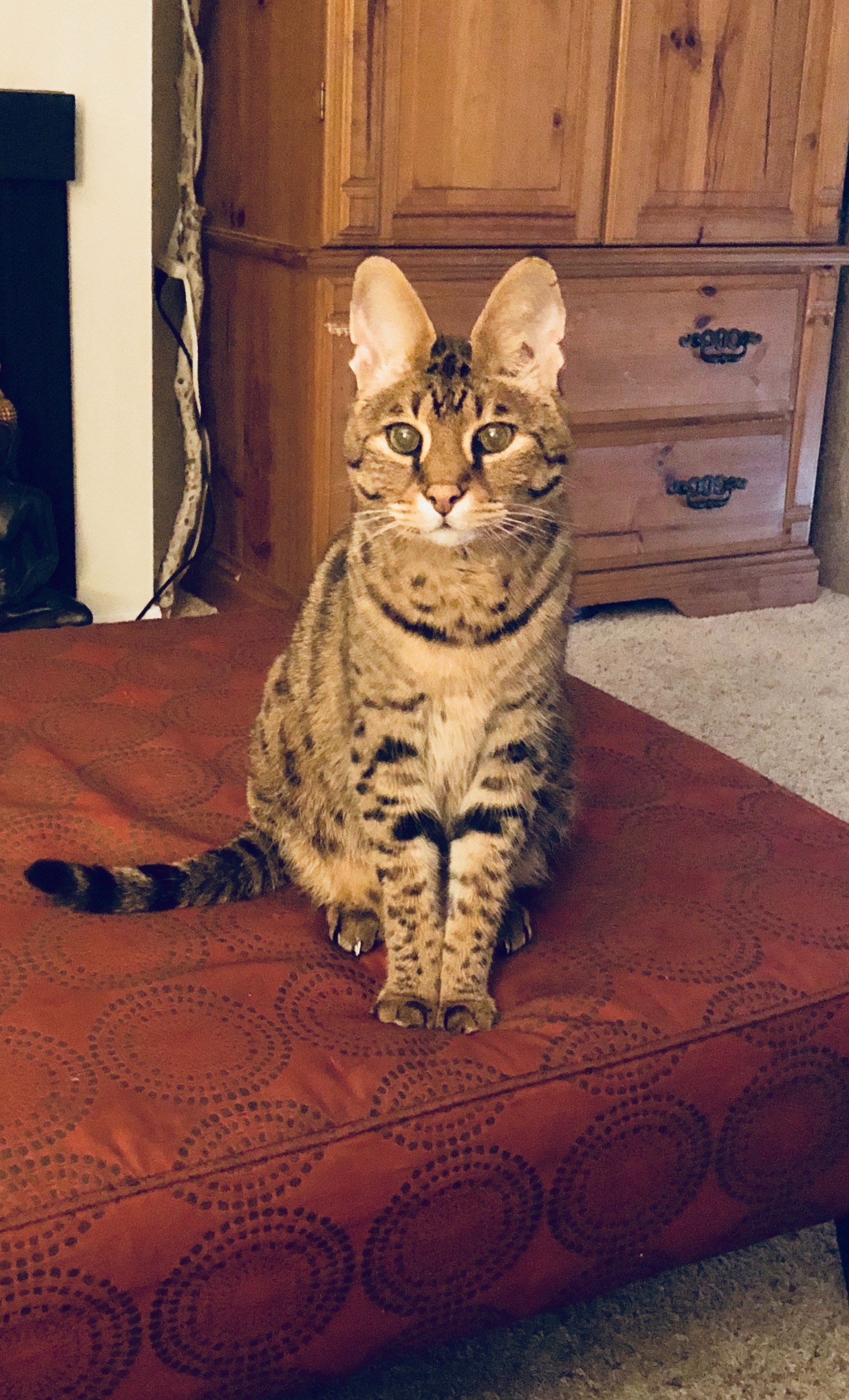 Help Bacardi & Mojito Get Emergency Vet Care campaign photo, 4 of 8