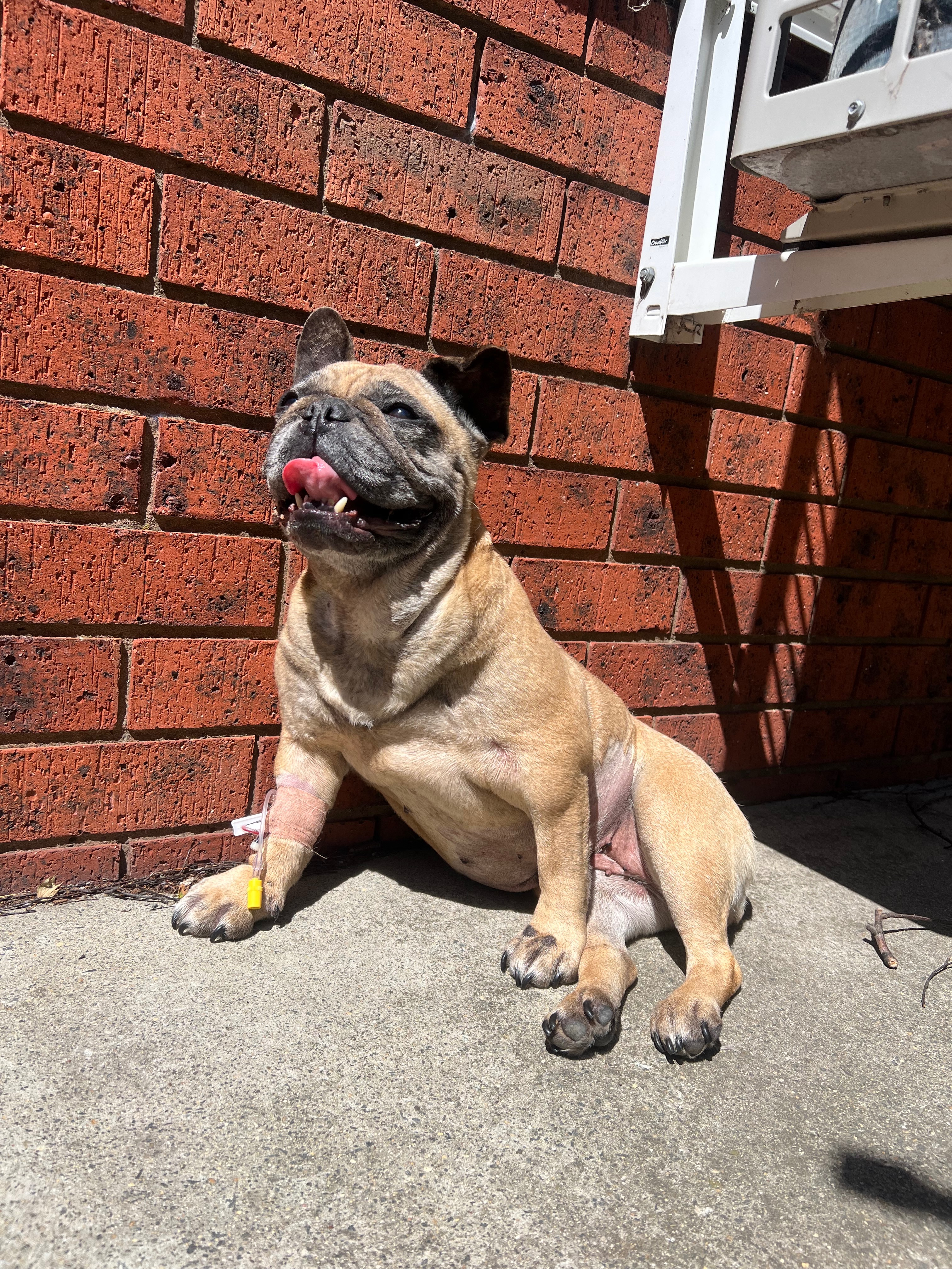 Help us, help our little Meeka❤️ campaign photo, 2 of 5