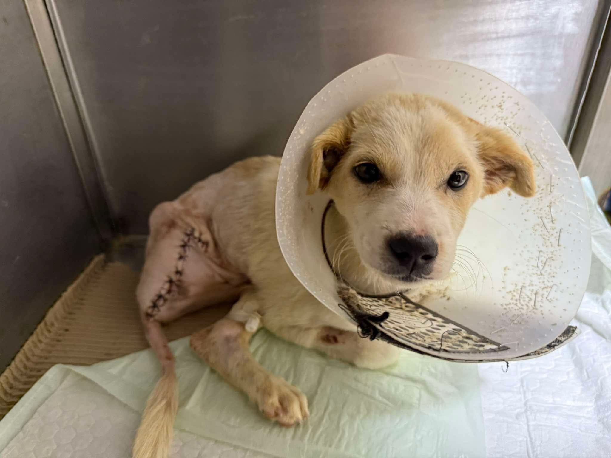Sol have his operation once he arrives in the Netherlands campaign photo, 2 of 8