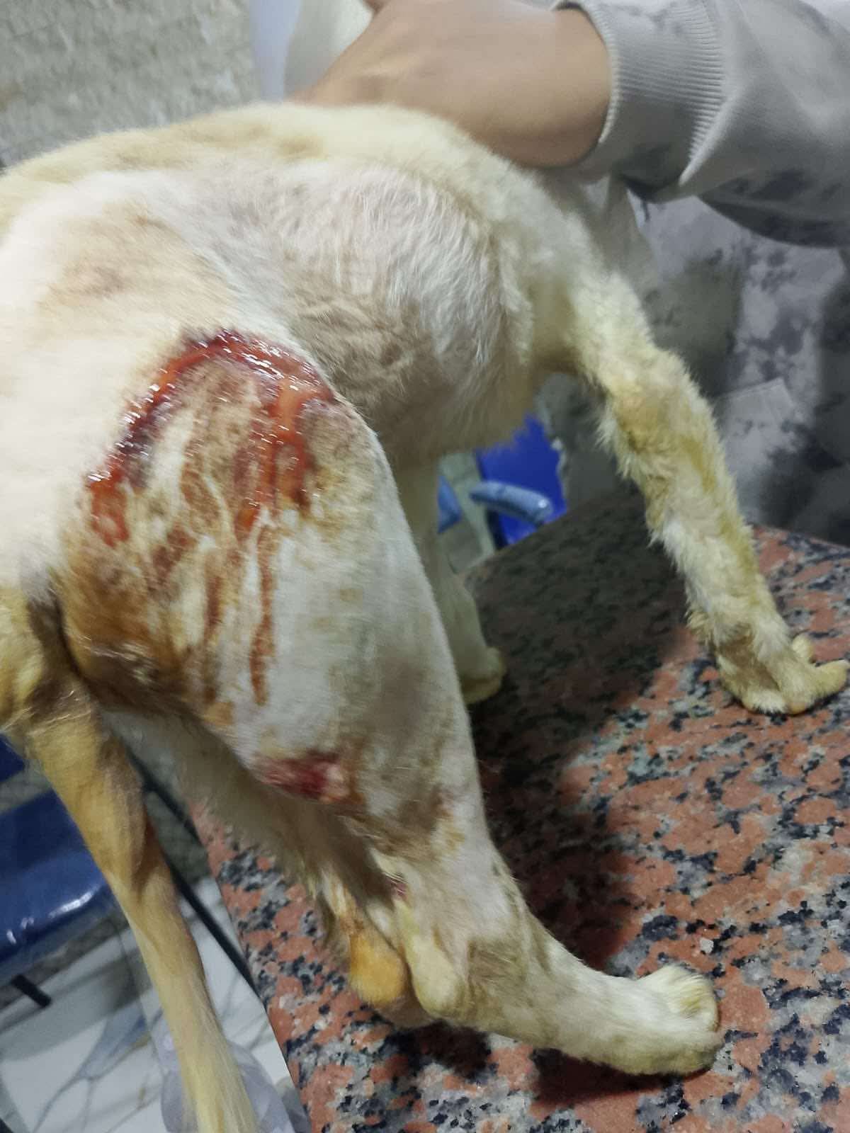 Sol have his operation once he arrives in the Netherlands campaign photo, 5 of 8