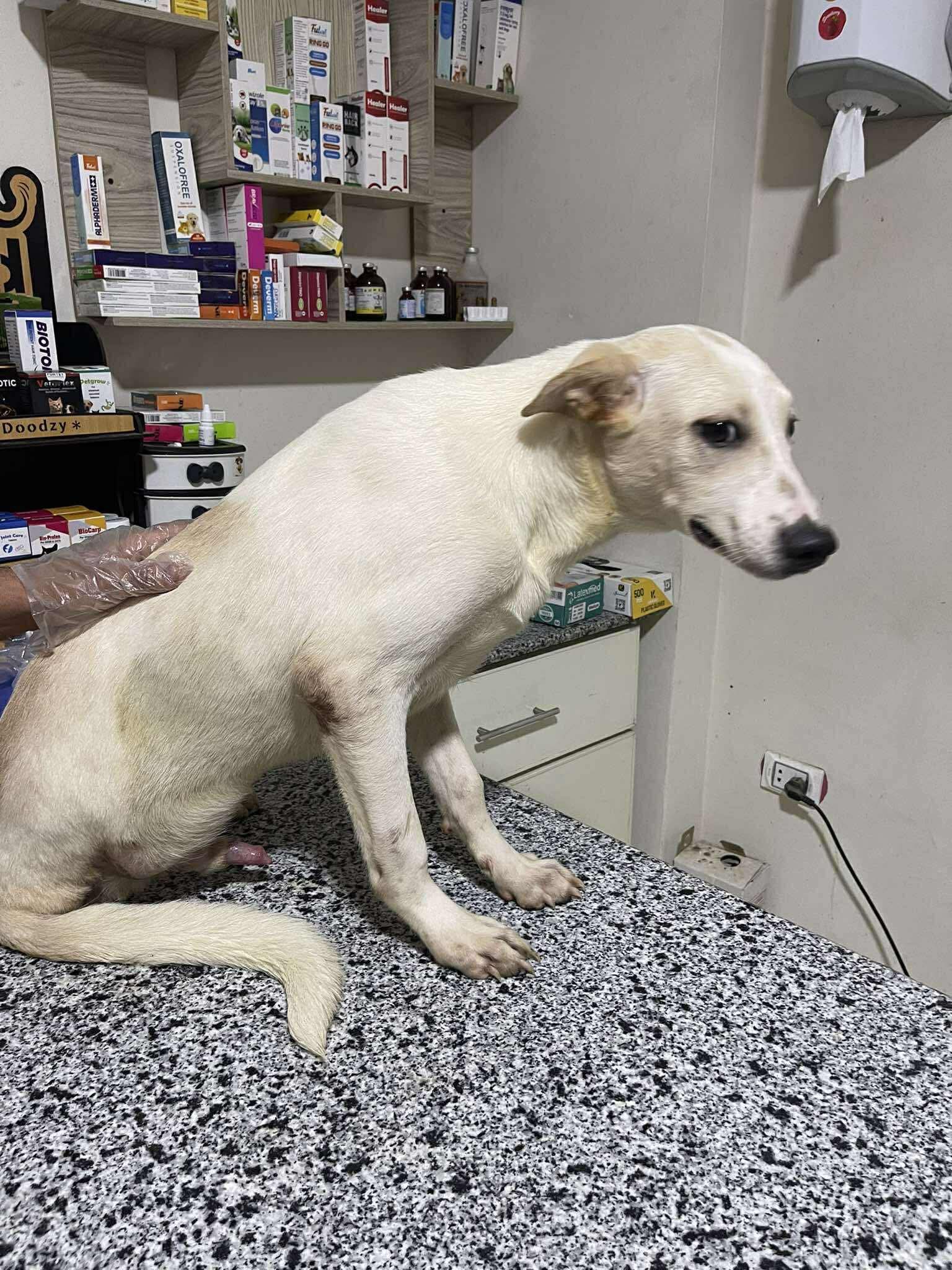 Sol have his operation once he arrives in the Netherlands campaign photo, 6 of 8
