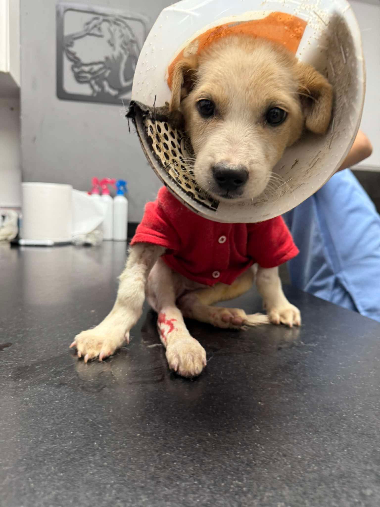 Sol have his operation once he arrives in the Netherlands campaign photo, 4 of 8