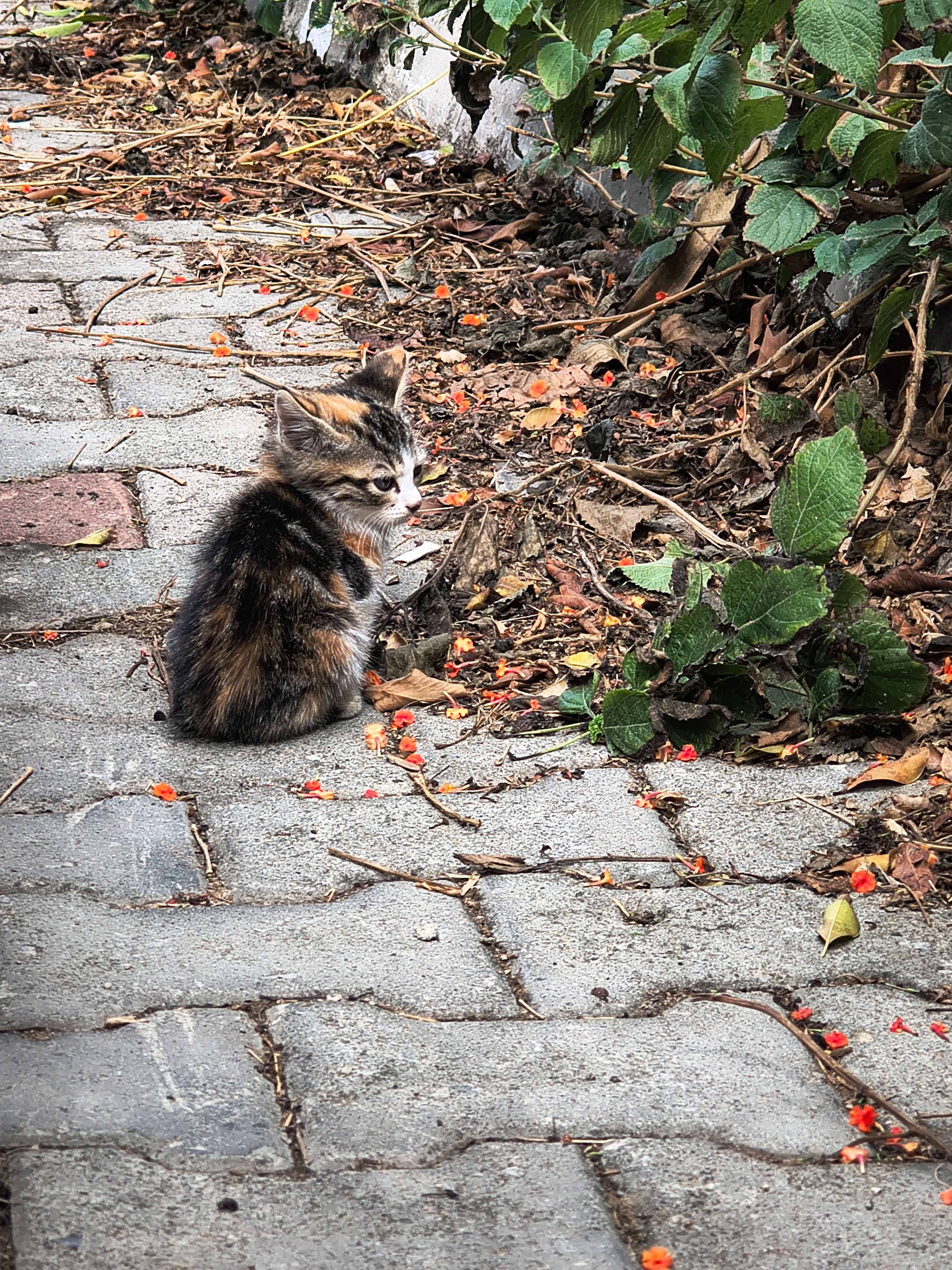 Kleine Hoffnung im Urlaubsparadies – Hilfe für drei Katze campaign photo, 6 of 7