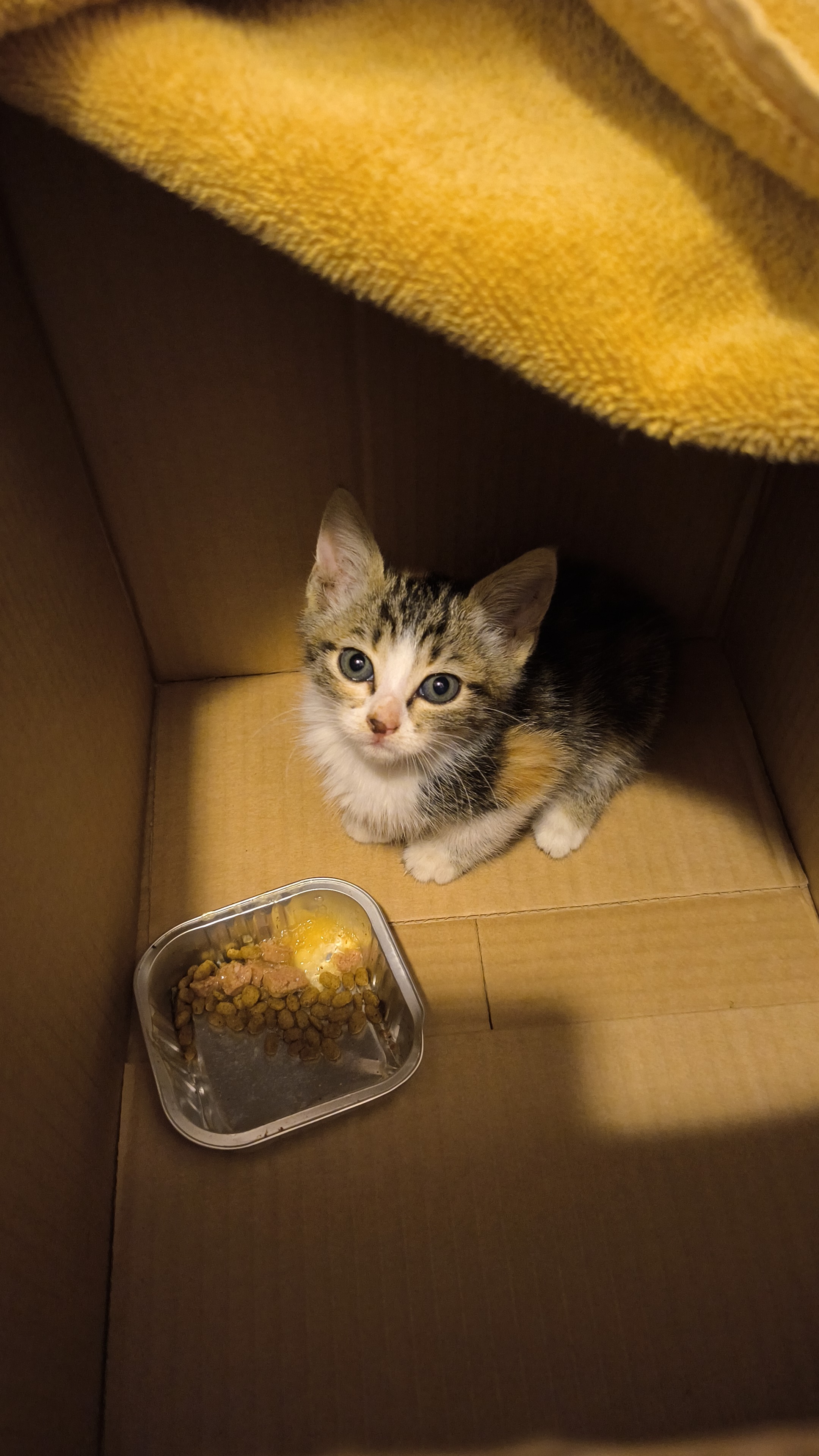 Kleine Hoffnung im Urlaubsparadies – Hilfe für drei Katze campaign photo, 2 of 7