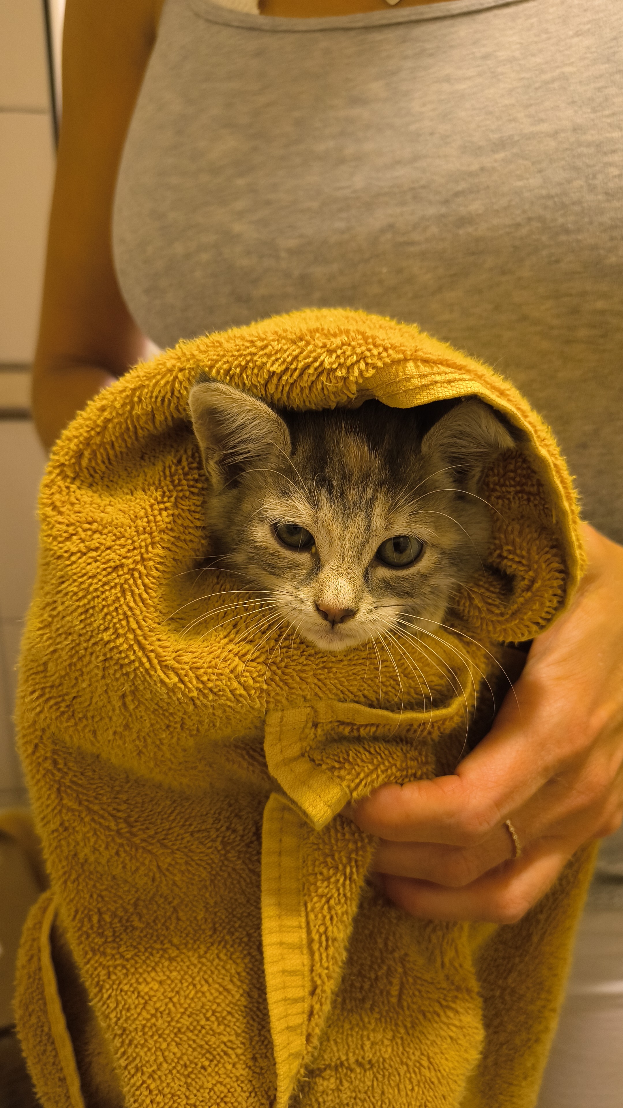 Kleine Hoffnung im Urlaubsparadies – Hilfe für drei Katze campaign photo, 4 of 7