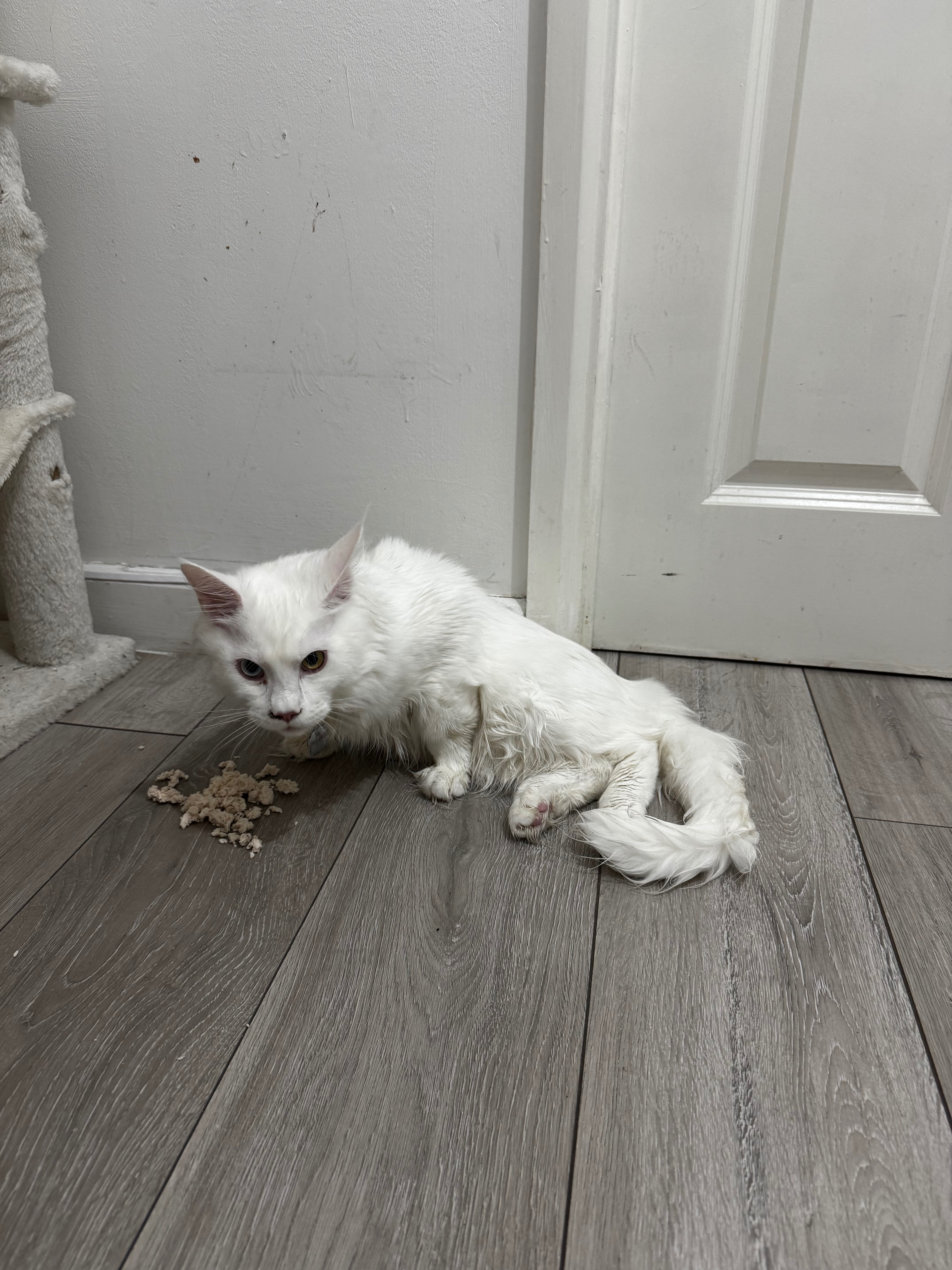 To get scan for my 9 month old kitten Sky campaign photo, 6 of 8