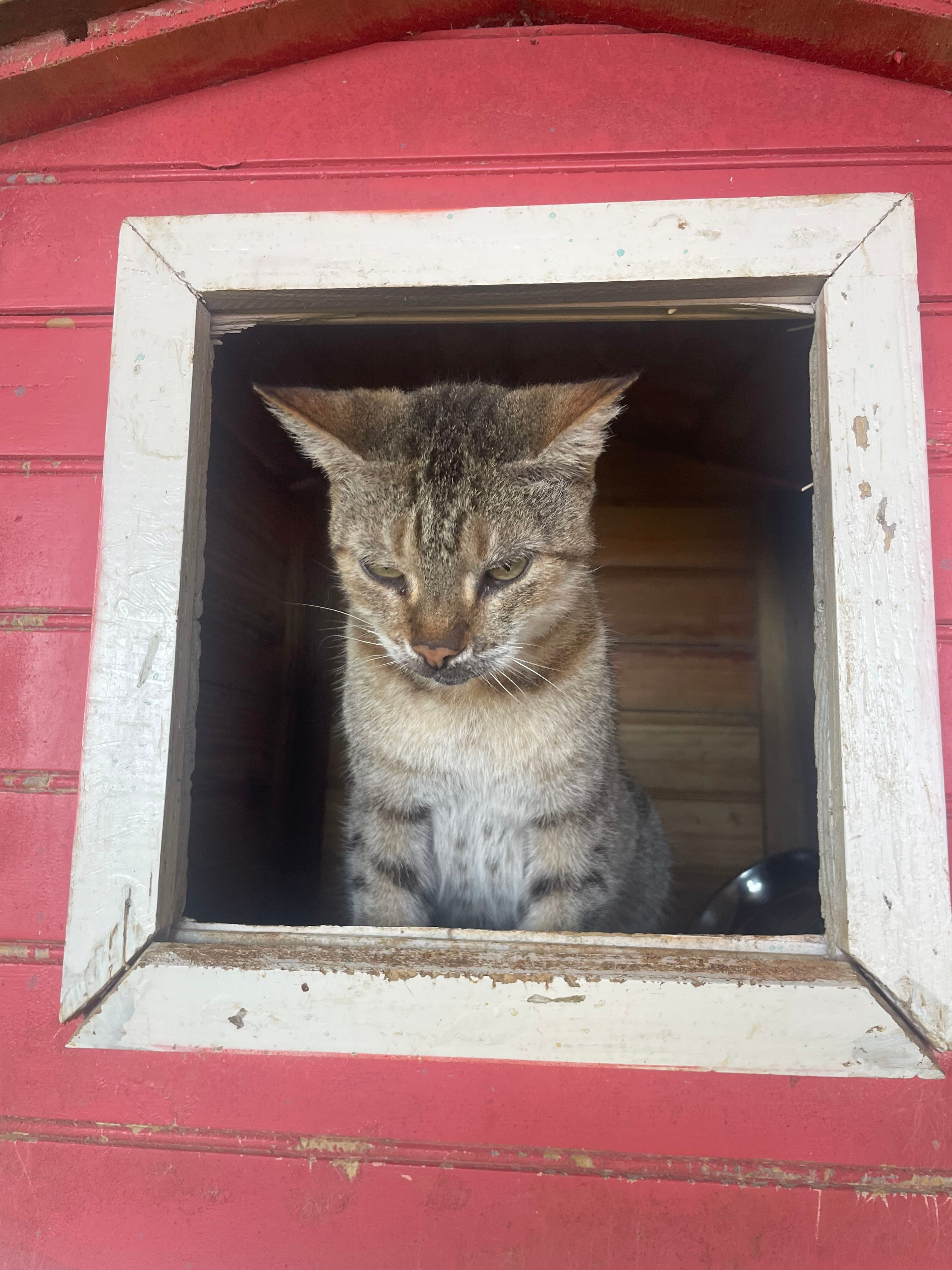 Rebuild the Cat Sanctuary & Provide Life-Saving Medications campaign photo, 6 of 7