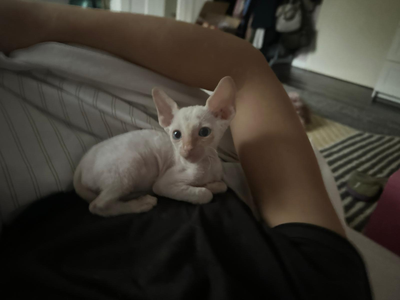 Kampagnen-Foto für Geschichte der Kitten Akira, 5 von 6