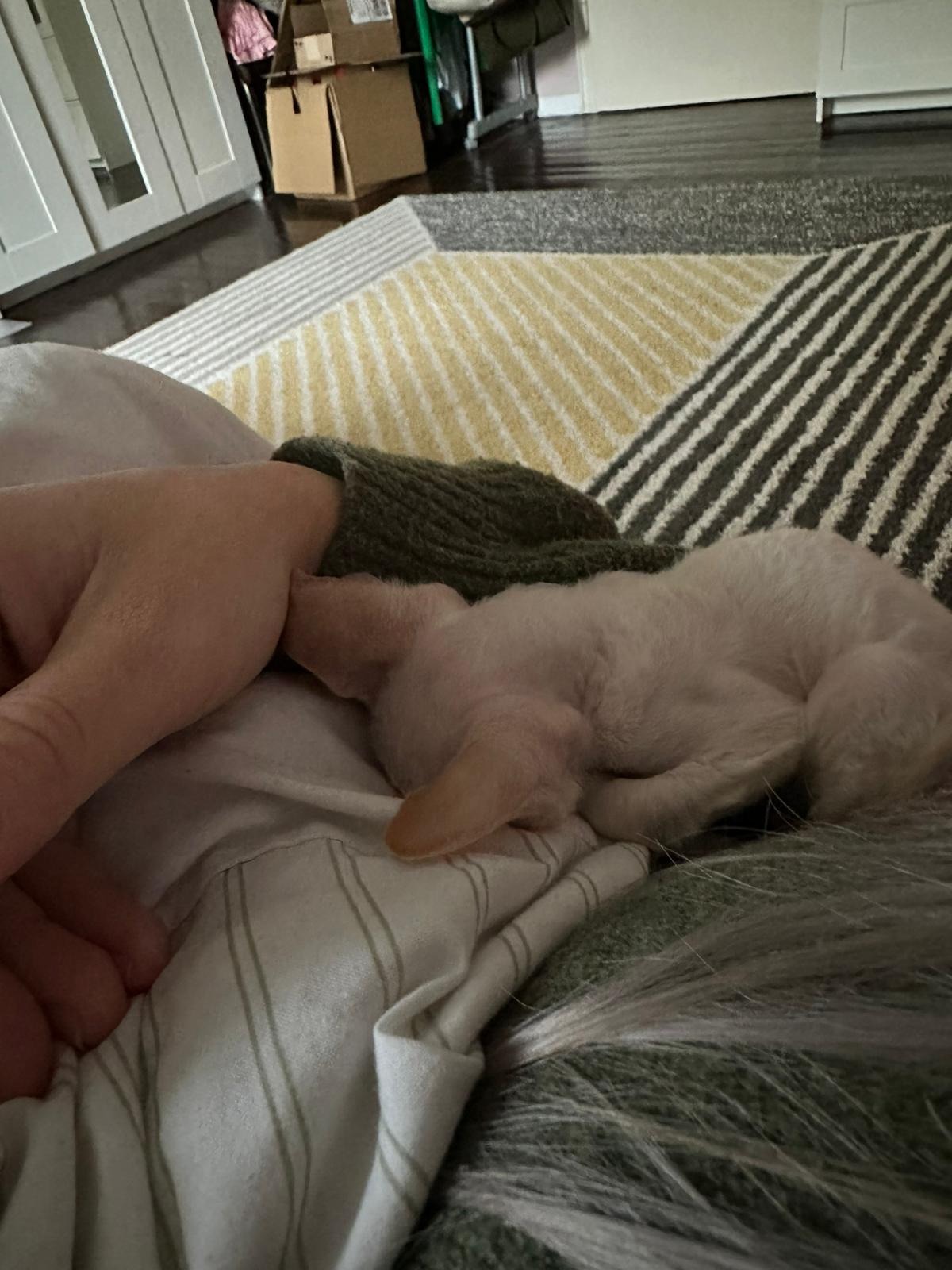 Kampagnen-Foto für Geschichte der Kitten Akira, 2 von 6