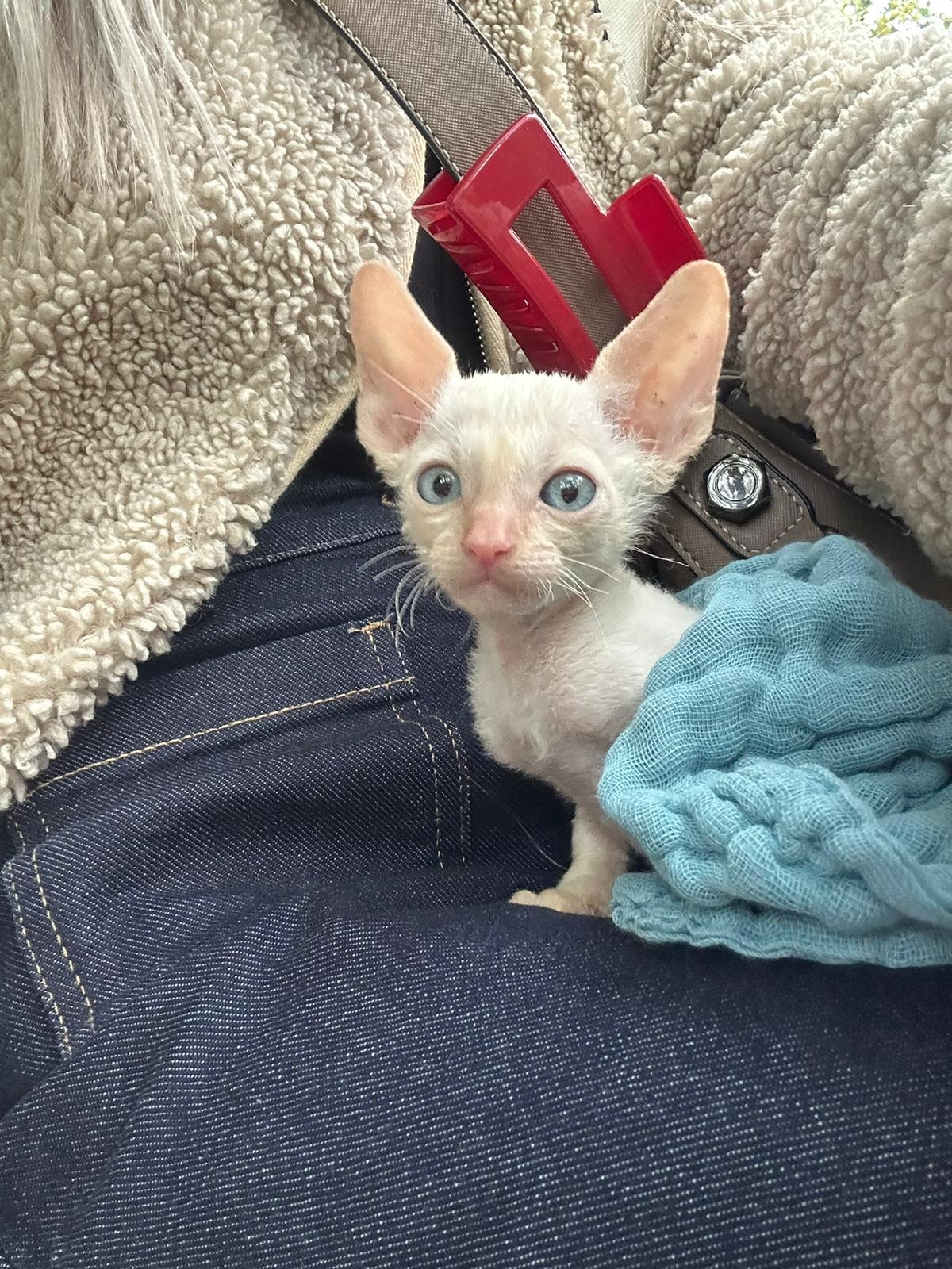 Kampagnen-Foto für Geschichte der Kitten Akira, 4 von 6