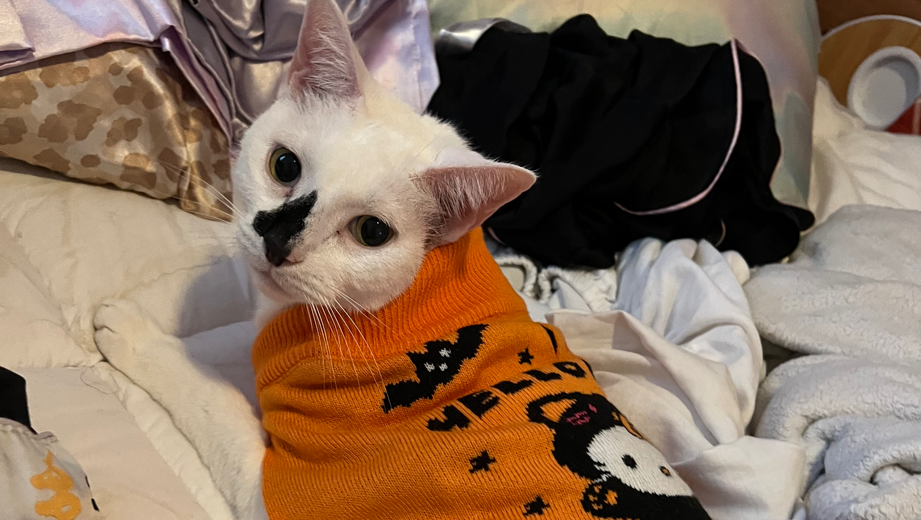 Help Save Hershey — Urgent Vet Care Needed photo