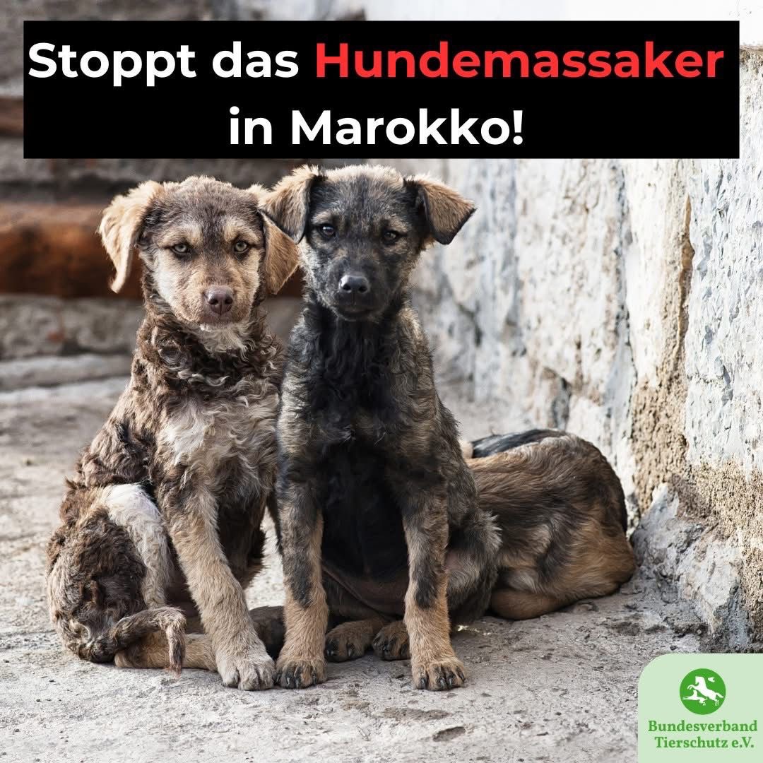 Strassenhunde & Katzen in Marokko campaign photo, 2 of 3