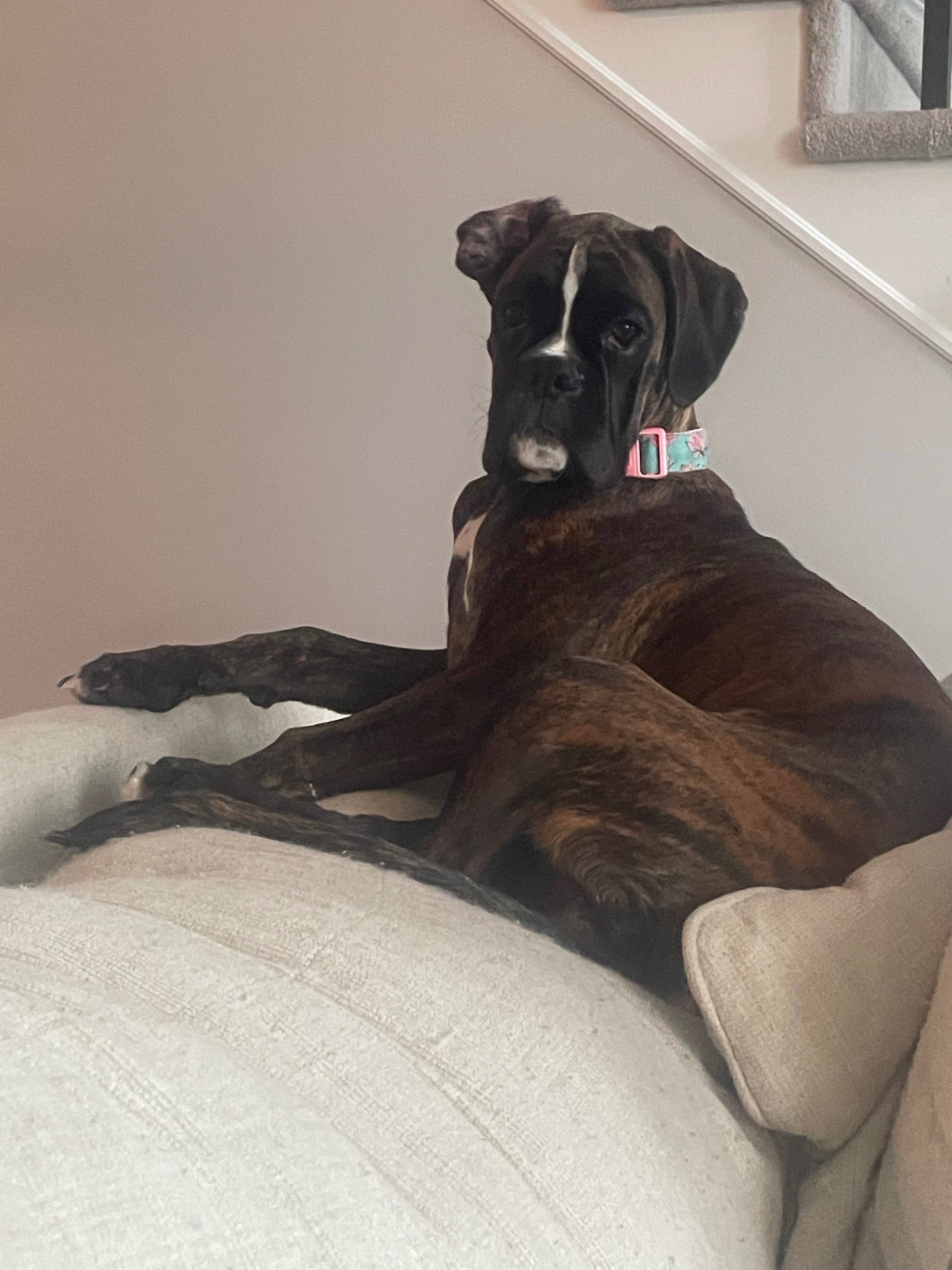 Help Save Daphne: Emergency Surgery for our Boxer Puppy campaign photo, 4 of 5