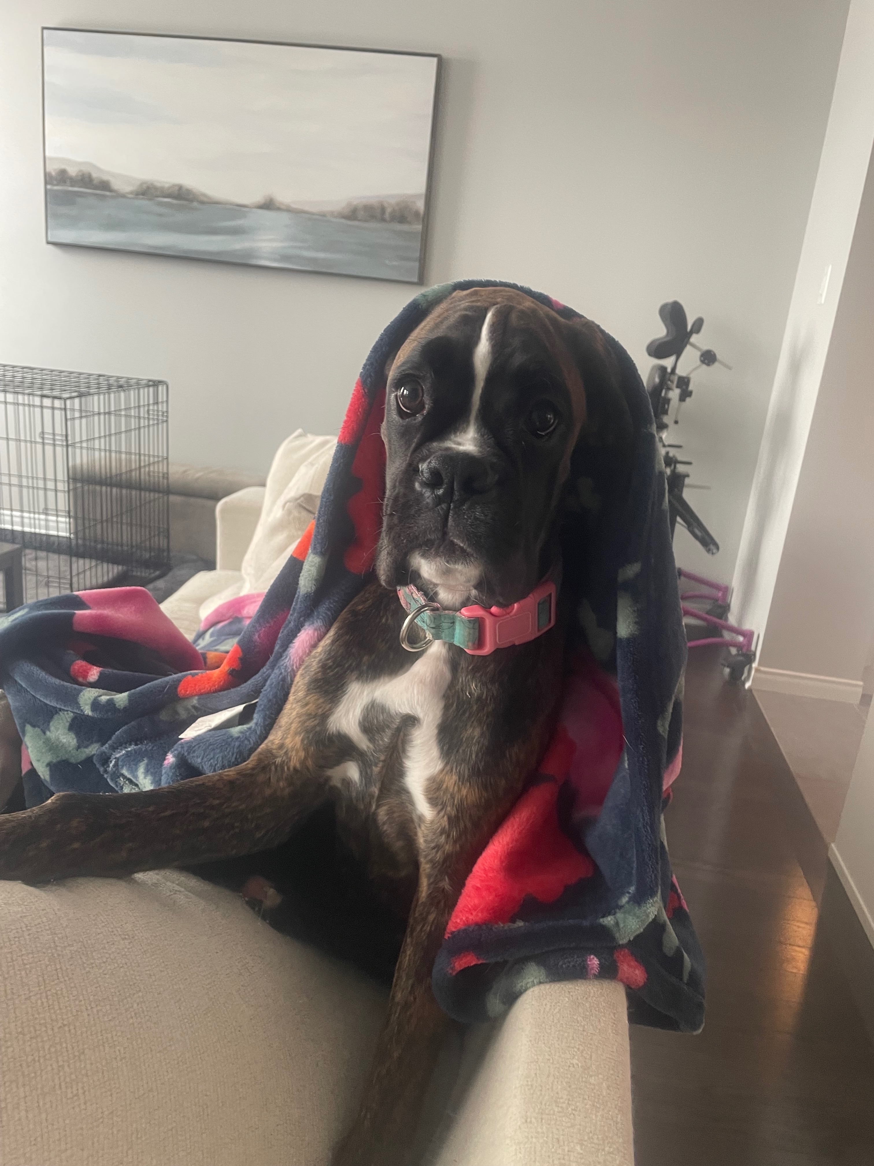 Help Save Daphne: Emergency Surgery for our Boxer Puppy campaign photo, 2 of 5