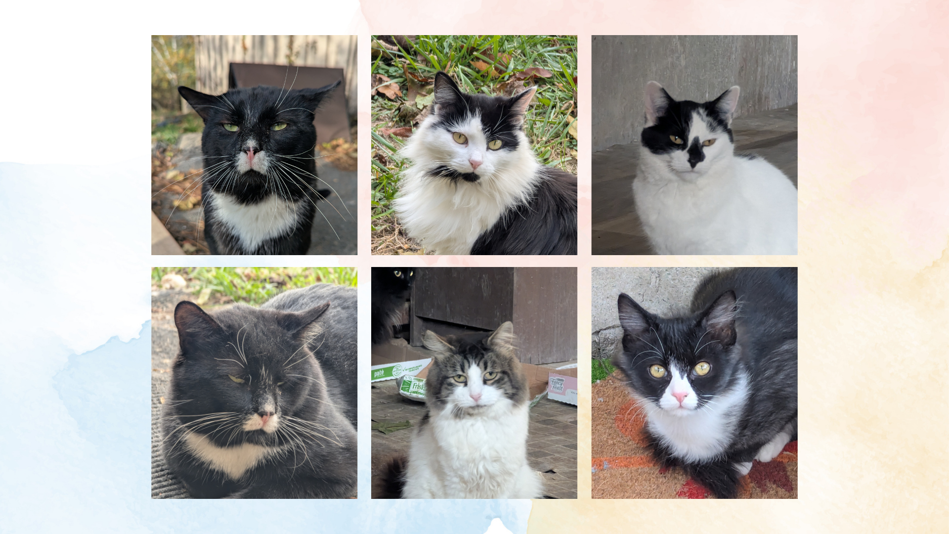 Help Radha Build a Safe Haven for 40 Cats campaign photo, 6 of 7