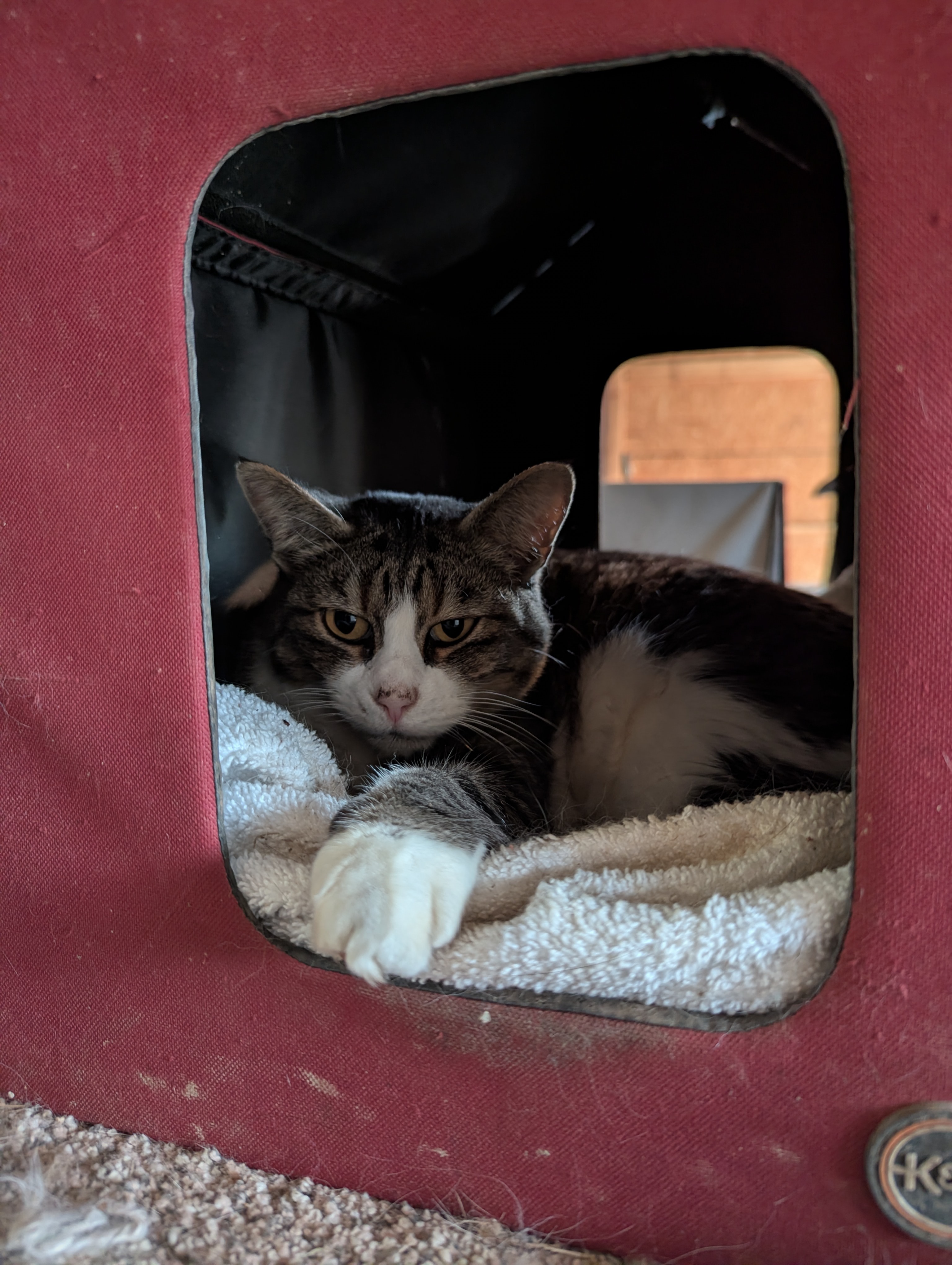 Help Radha Build a Safe Haven for 40 Cats campaign photo, 2 of 7