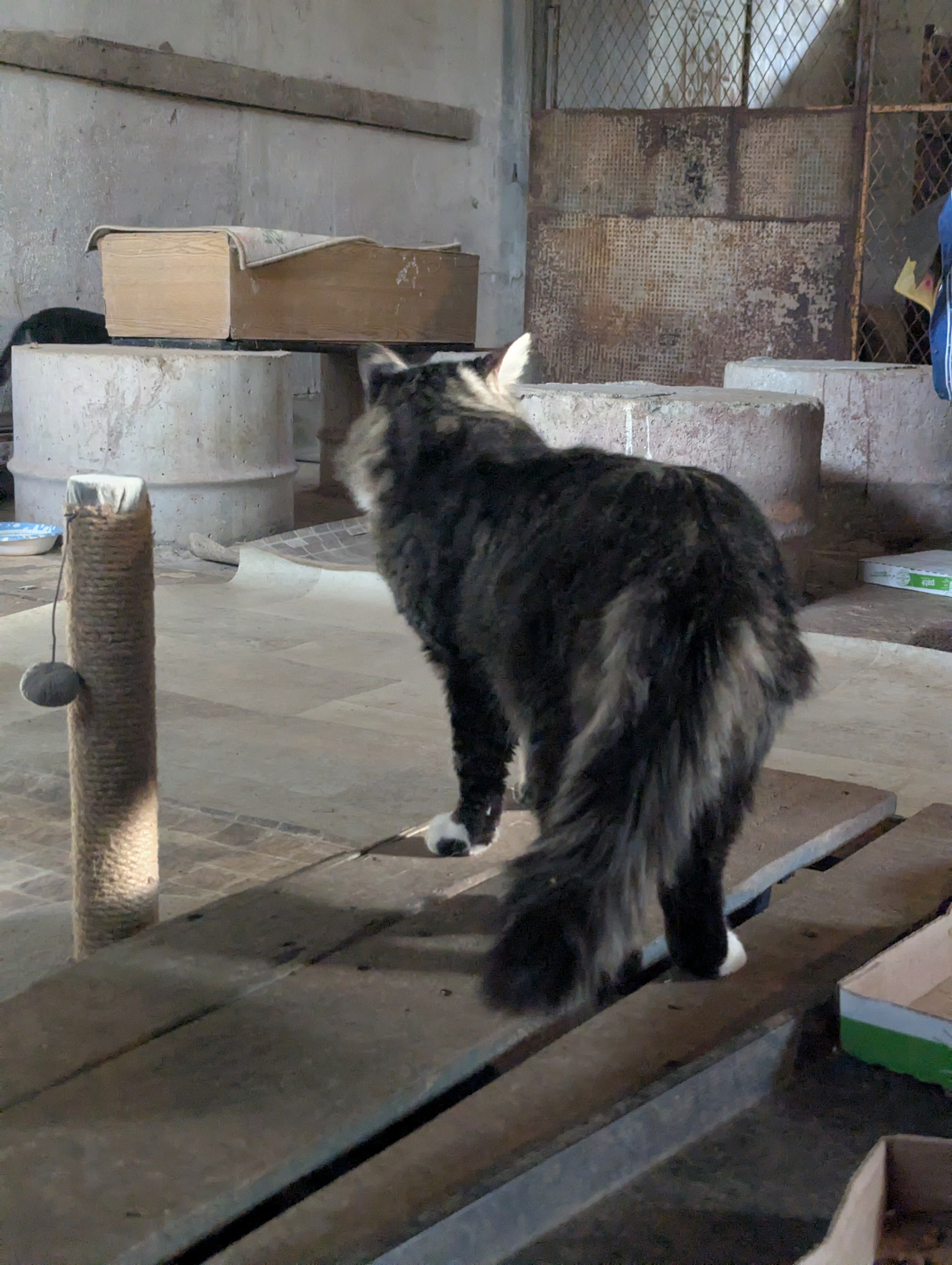 Help Radha Build a Safe Haven for 40 Cats campaign photo, 4 of 7