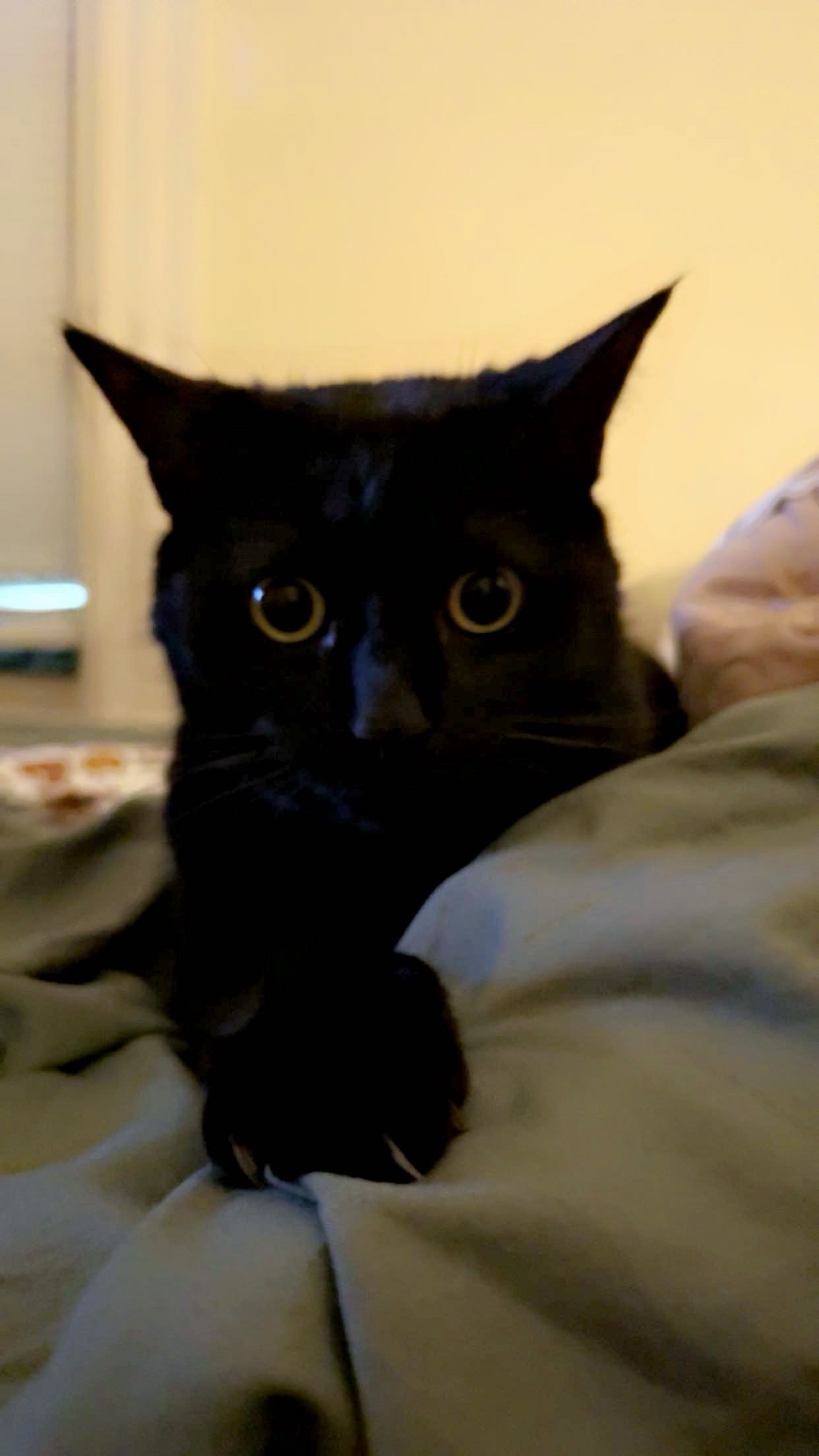 Help me with vet bills after Draco’s passing  campaign photo, 2 of 8