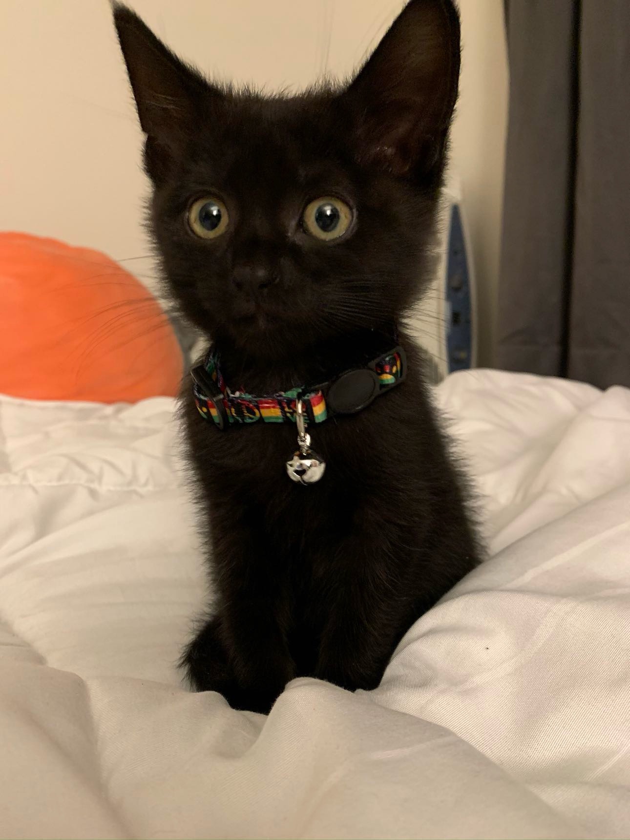 Help me with vet bills after Draco’s passing  campaign photo, 4 of 8