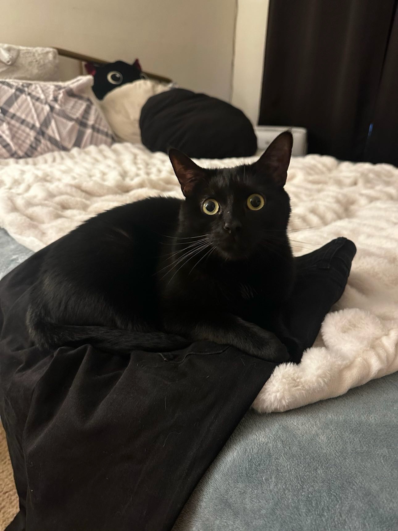 Help me with vet bills after Draco’s passing  campaign photo, 5 of 8