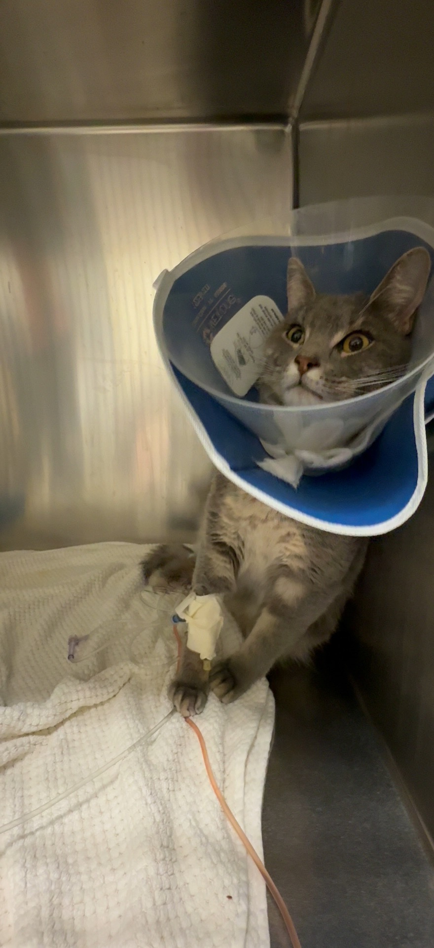 Support Bugs' Medical Journey to Full Recovery campaign photo, 7 of 8
