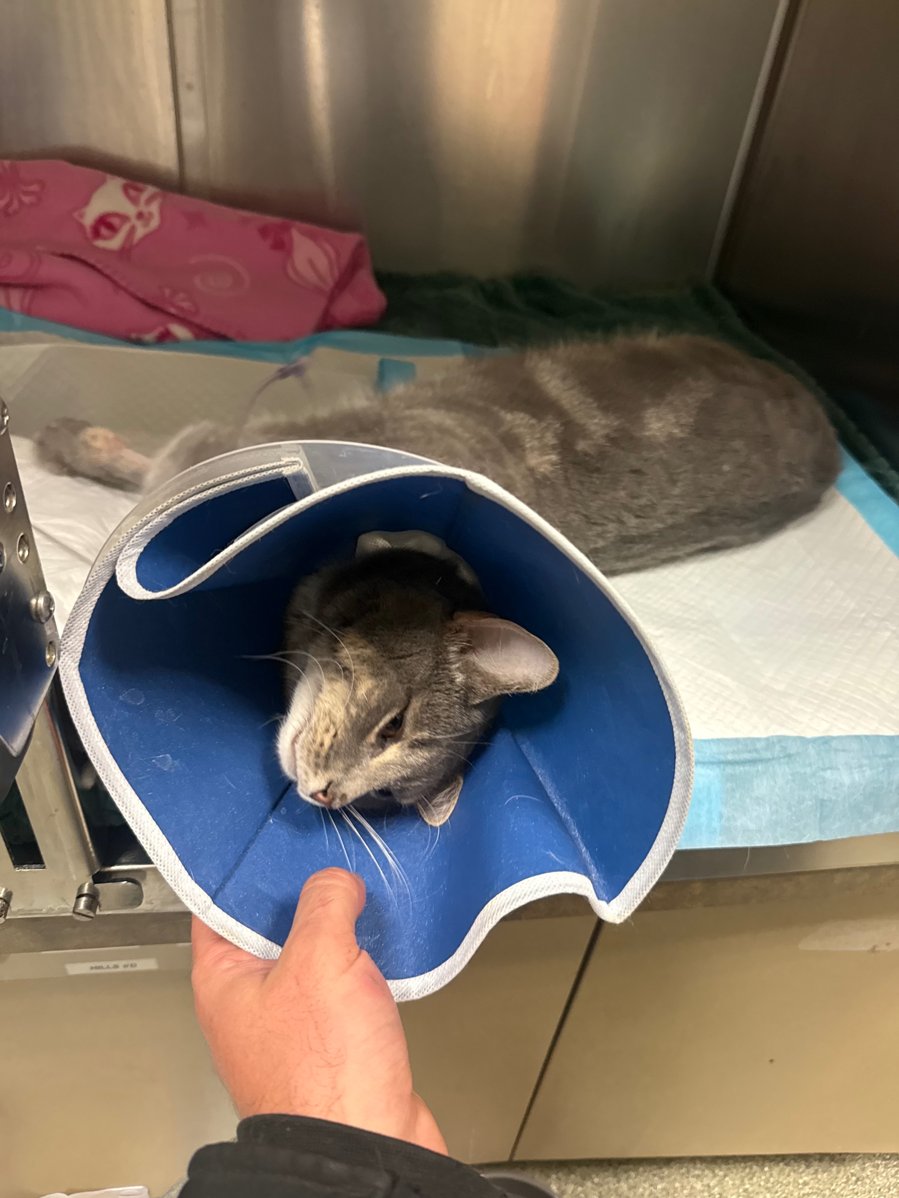 Support Bugs' Medical Journey to Full Recovery campaign photo, 4 of 8