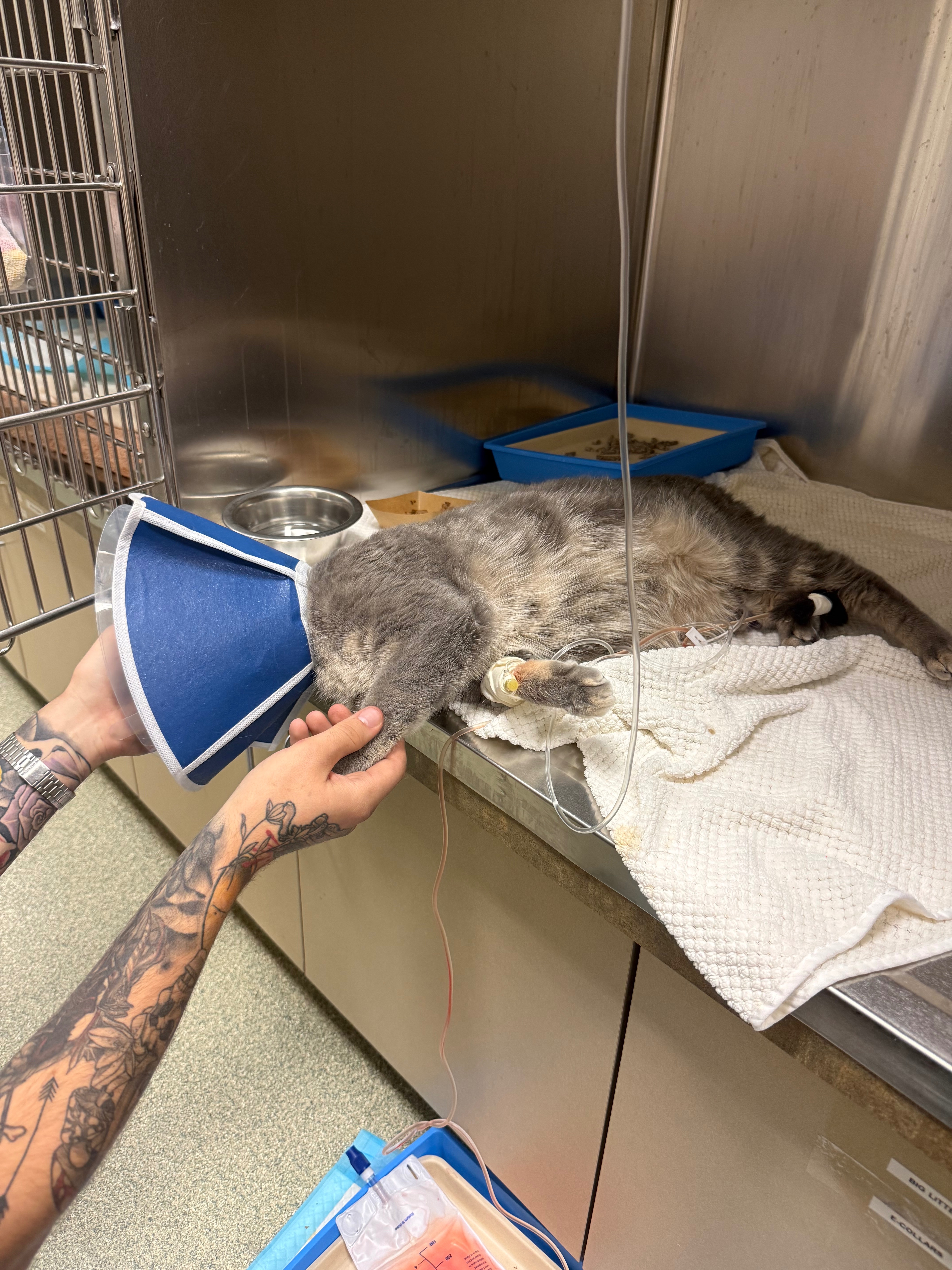 Support Bugs' Medical Journey to Full Recovery campaign photo, 6 of 8