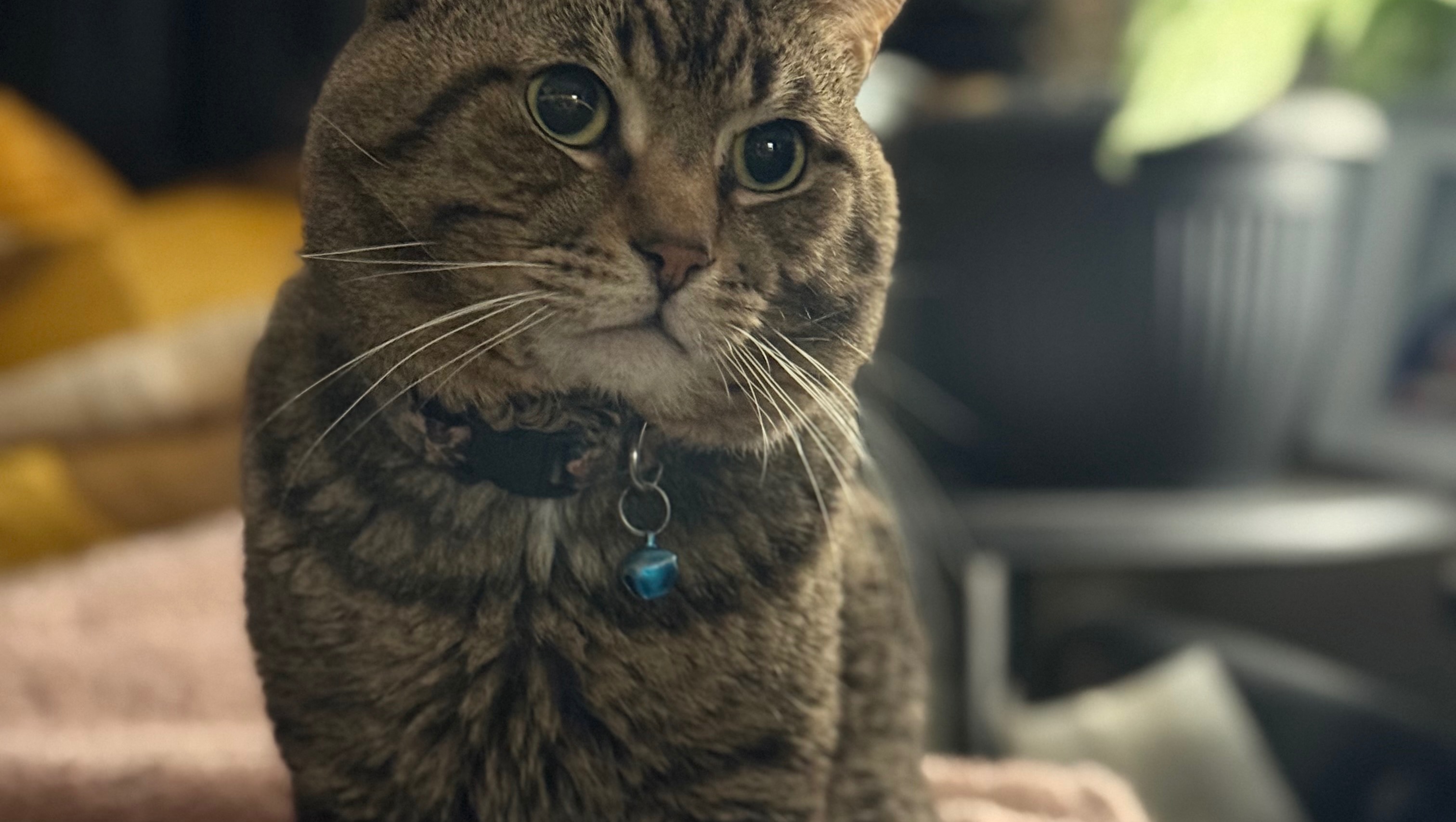 Help My Cat Babrie Get Life-Saving Care