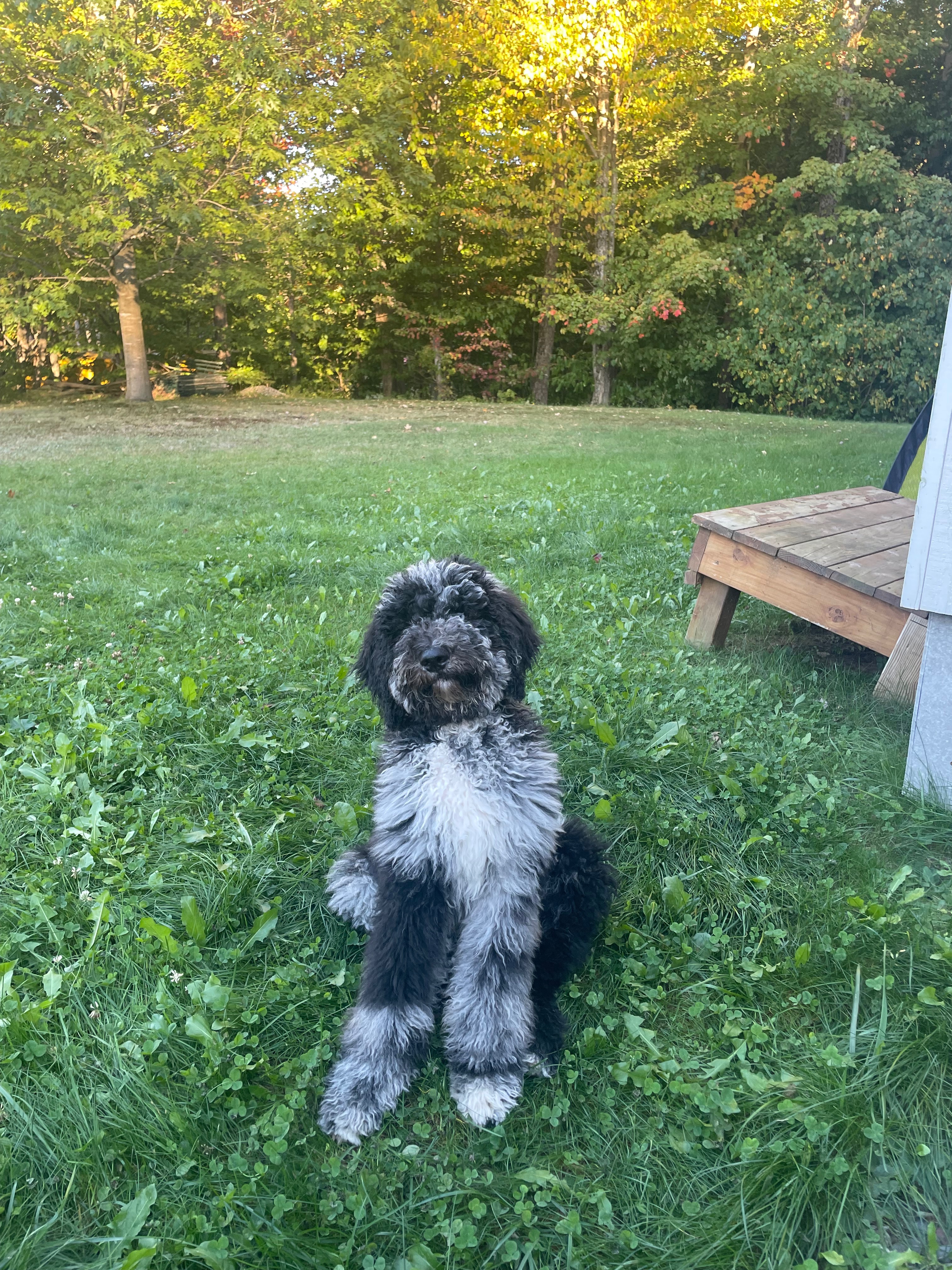 Aidez moi à sauver la vision de mon bébé chien Blue campaign photo, 2 of 7
