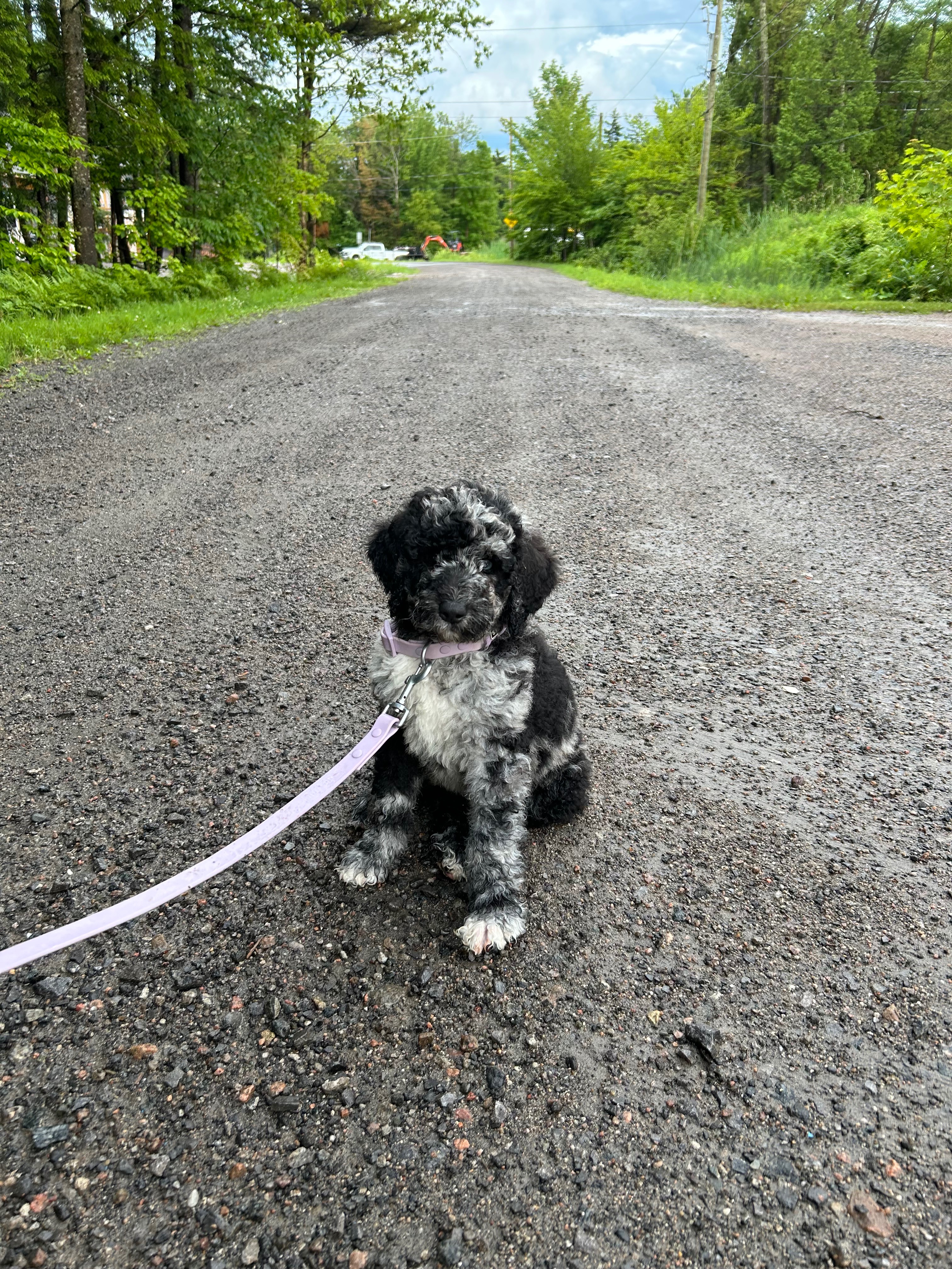 Aidez moi à sauver la vision de mon bébé chien Blue campaign photo, 4 of 7