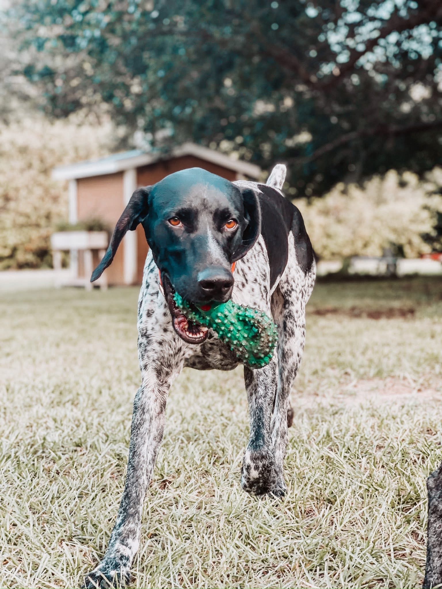 Help Trigger Walk Again: Surgery Needed campaign photo, 2 of 8