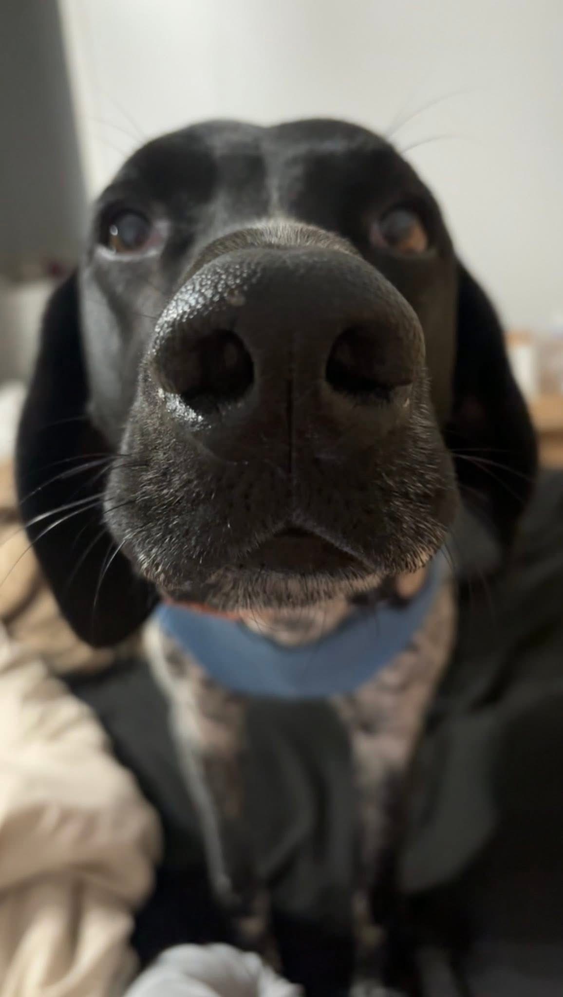 Help Trigger Walk Again: Surgery Needed campaign photo, 7 of 8