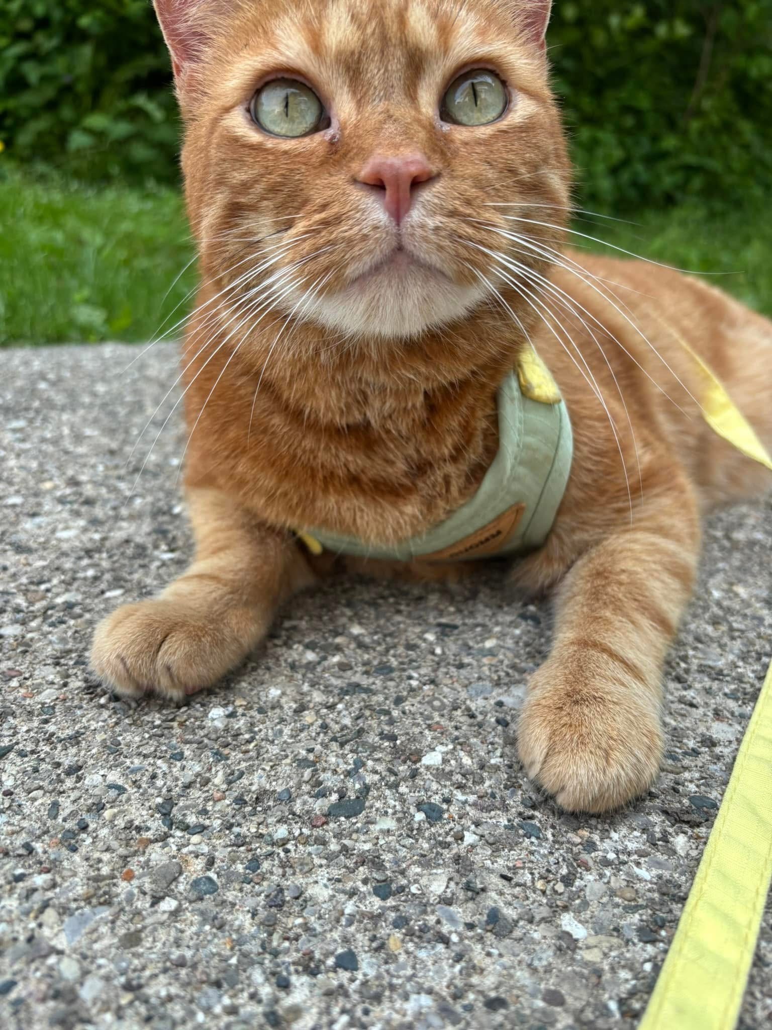Love for Levi: Giving a Loving Cat a Healthy Future campaign photo, 4 of 6