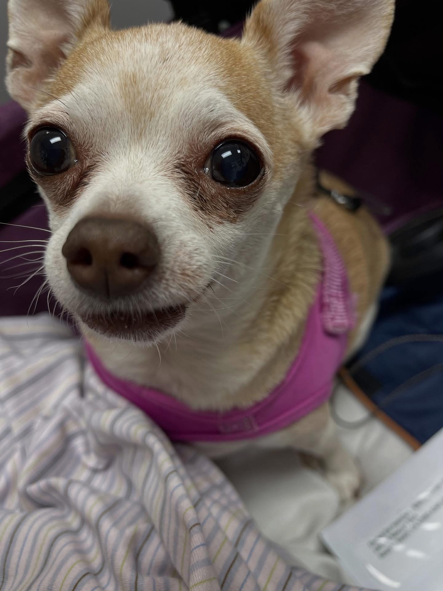 Help Penny Cross the Rainbow Bridge in Comfort campaign photo, 2 of 5
