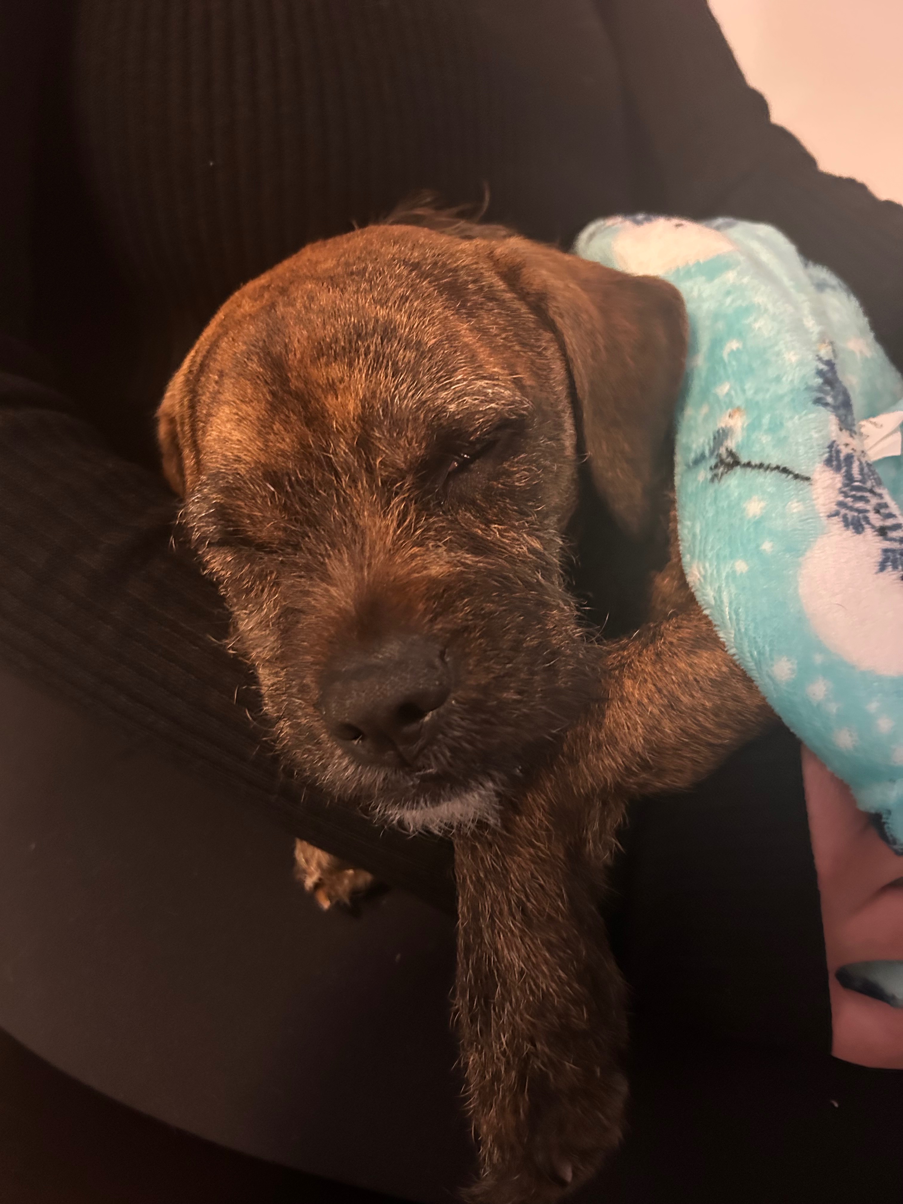 Support Roscoe's Life-Saving Surgery campaign photo, 7 of 8