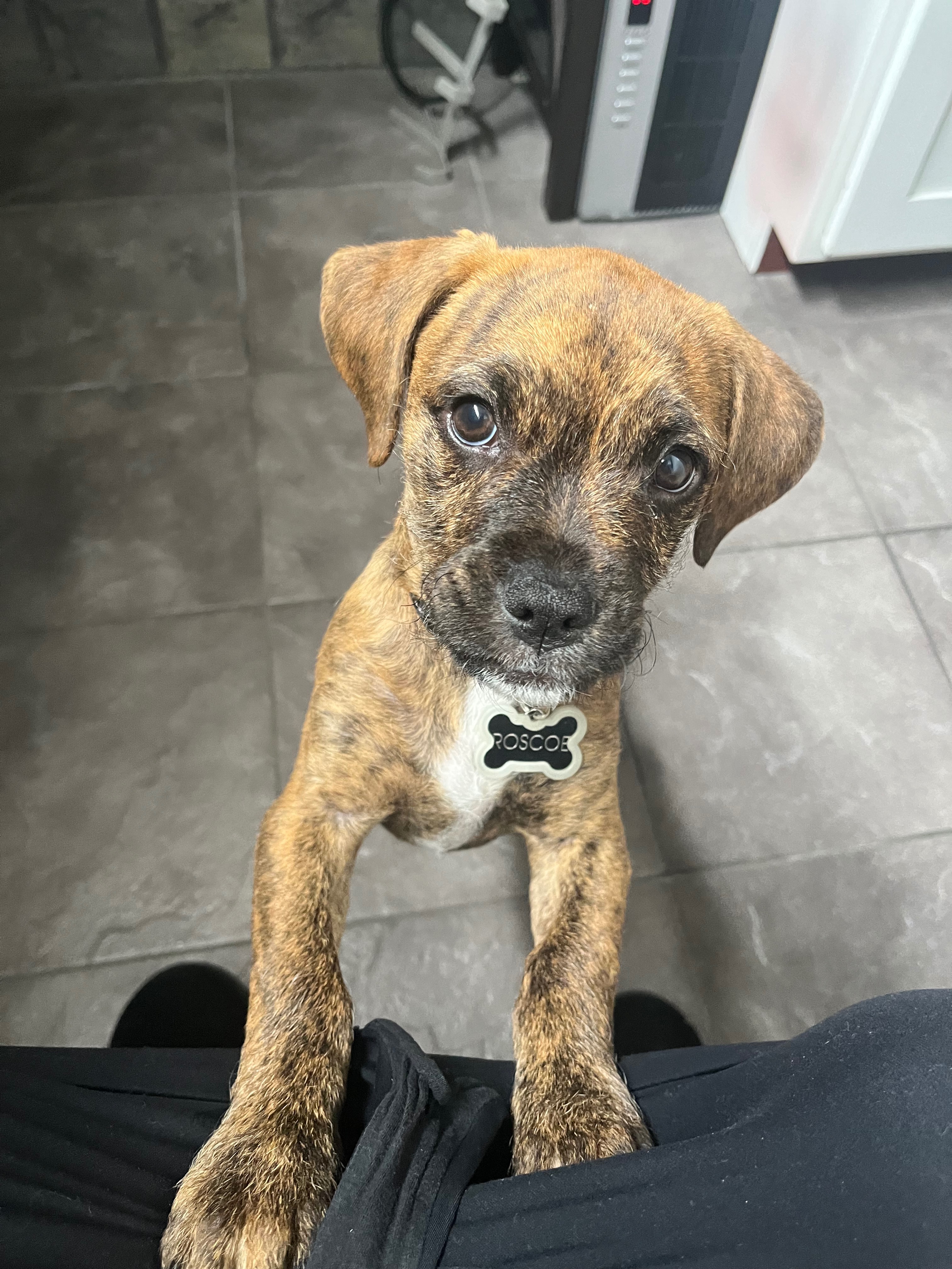 Support Roscoe's Life-Saving Surgery campaign photo, 2 of 8