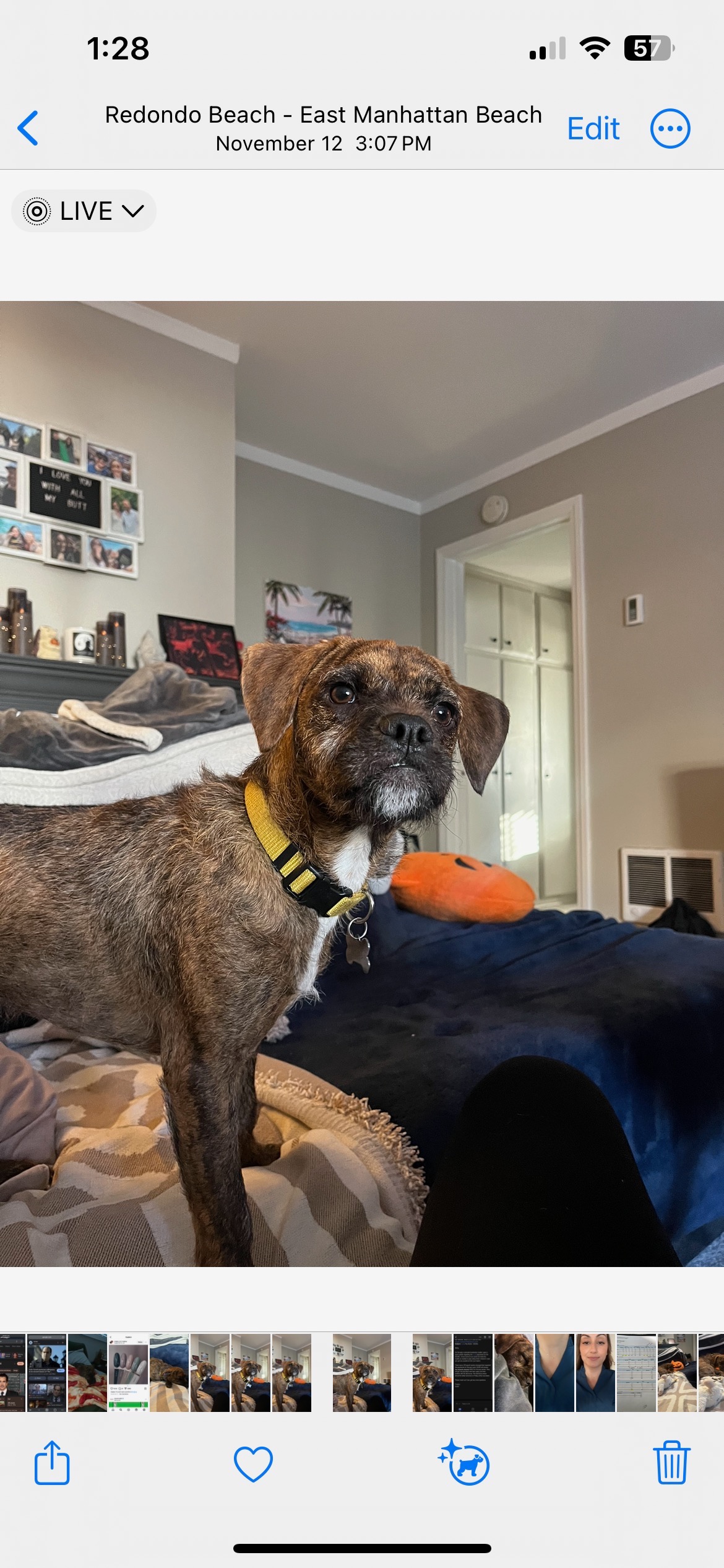 Support Roscoe's Life-Saving Surgery campaign photo, 5 of 8