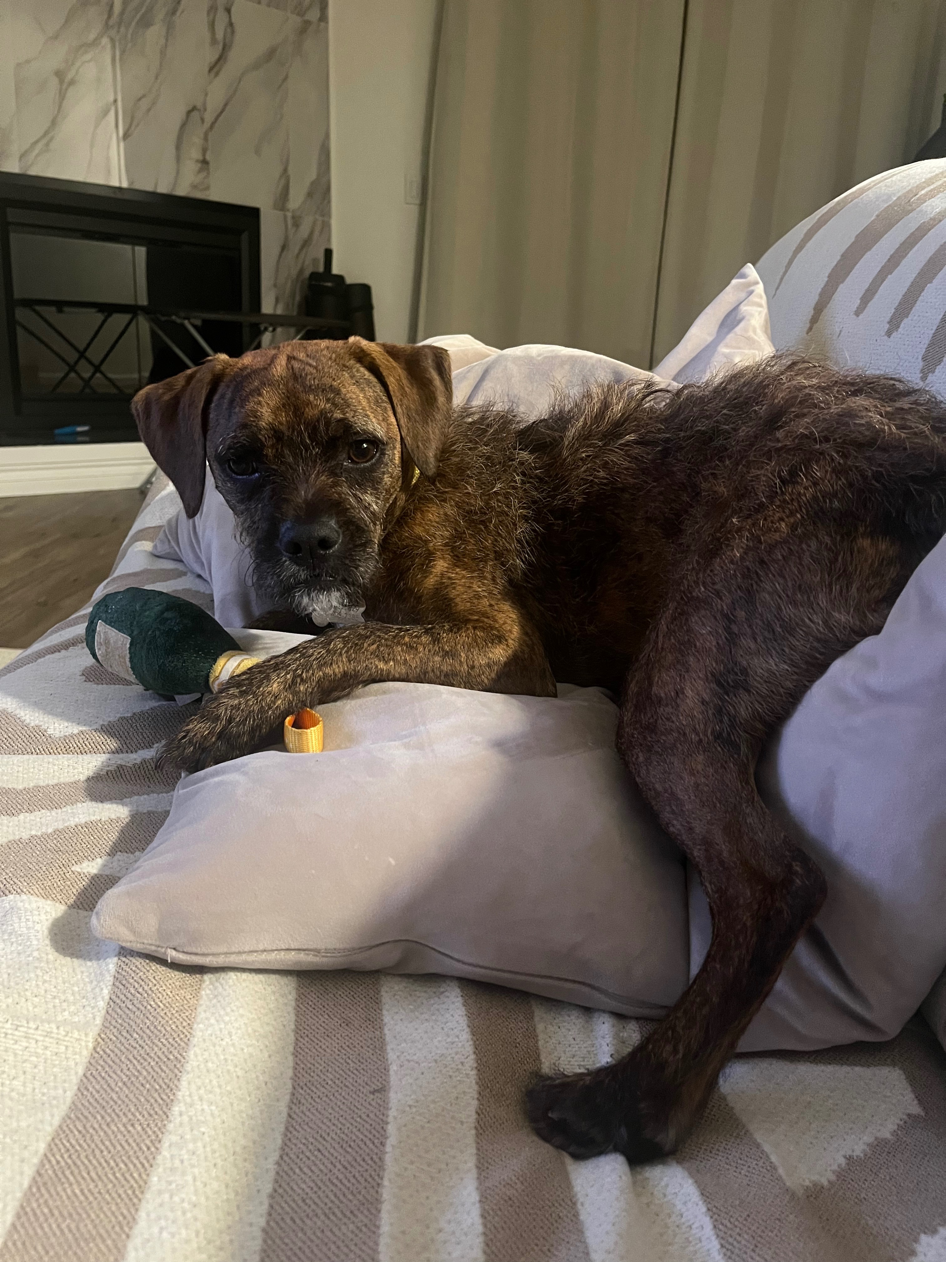 Support Roscoe's Life-Saving Surgery campaign photo, 6 of 8